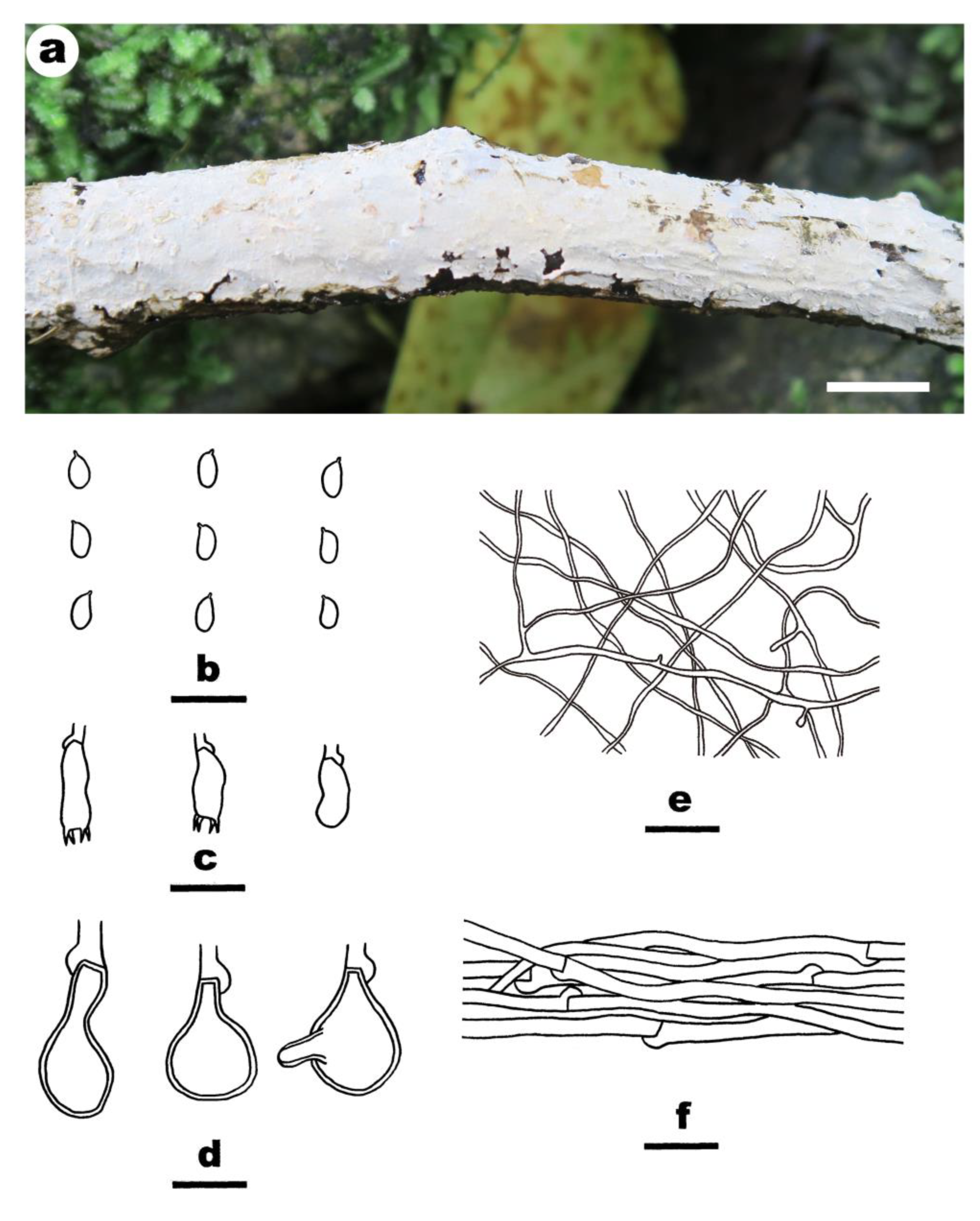 Jof 08 01229 g010 Jof 08 01229 g010