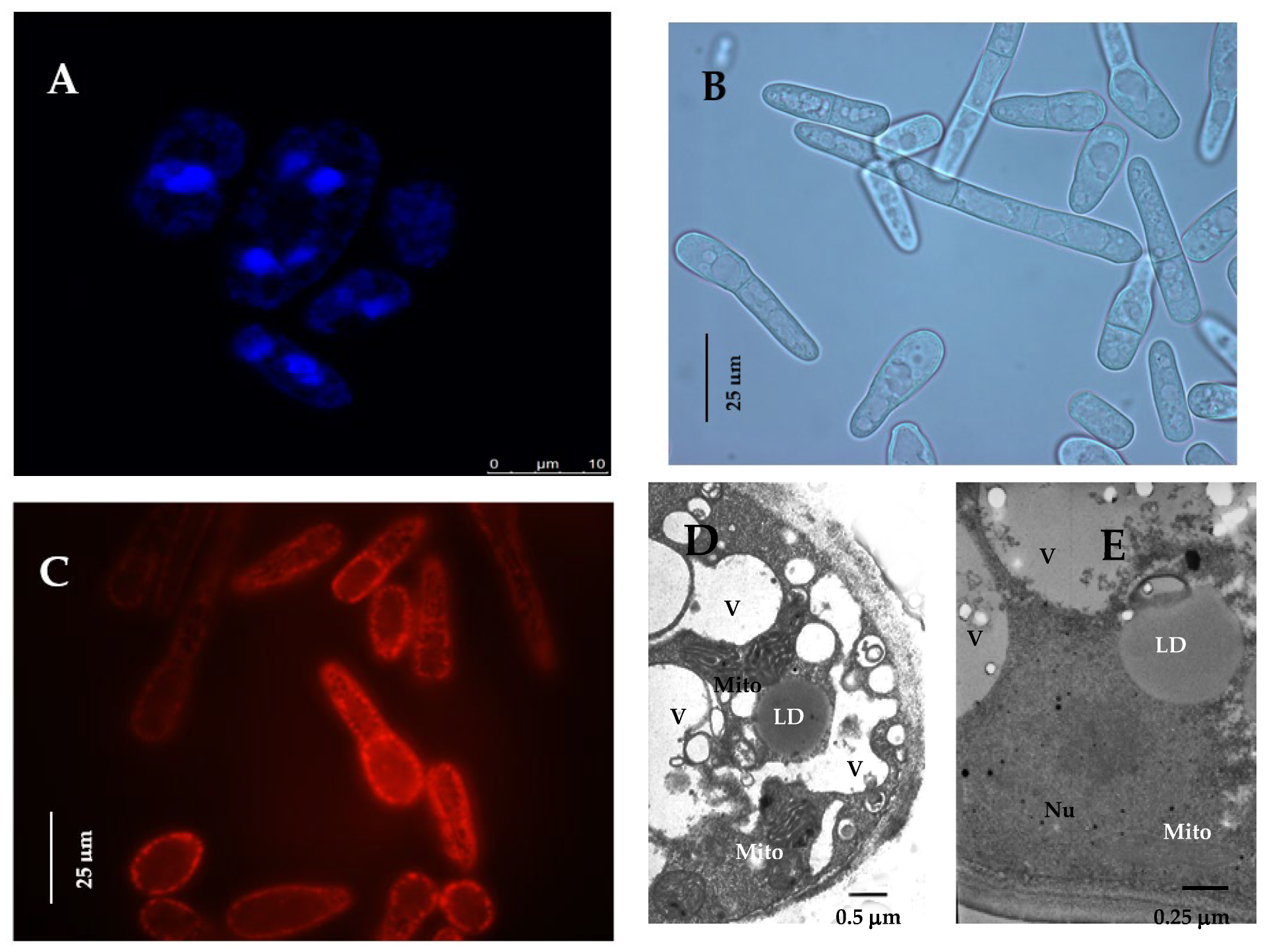 Jof 08 01233 g001 Jof 08 01233 g001