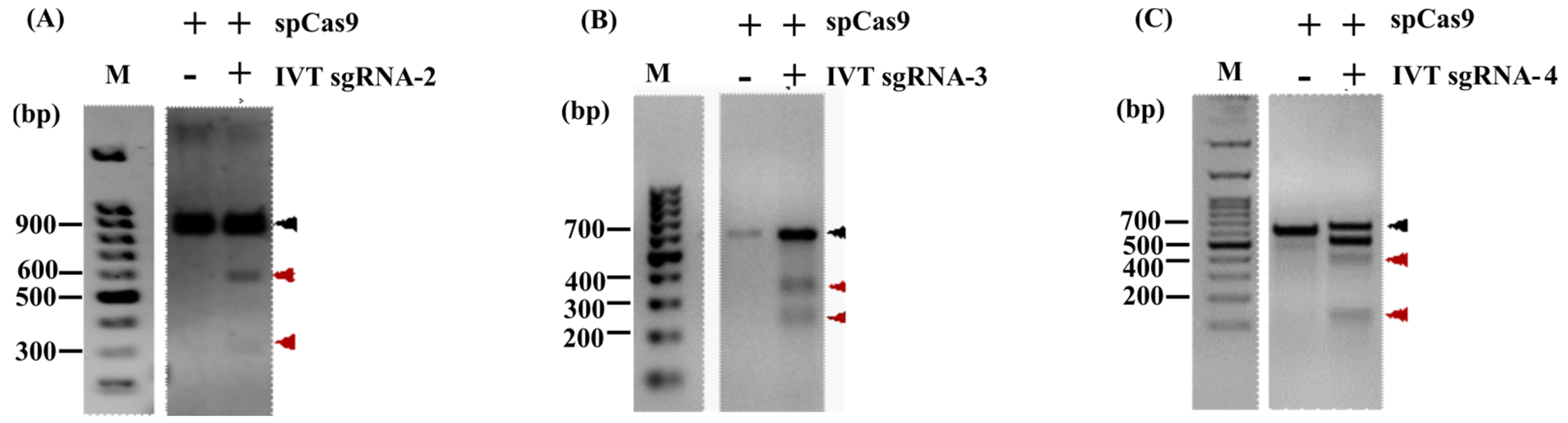 Jof 08 01241 g002 Jof 08 01241 g002
