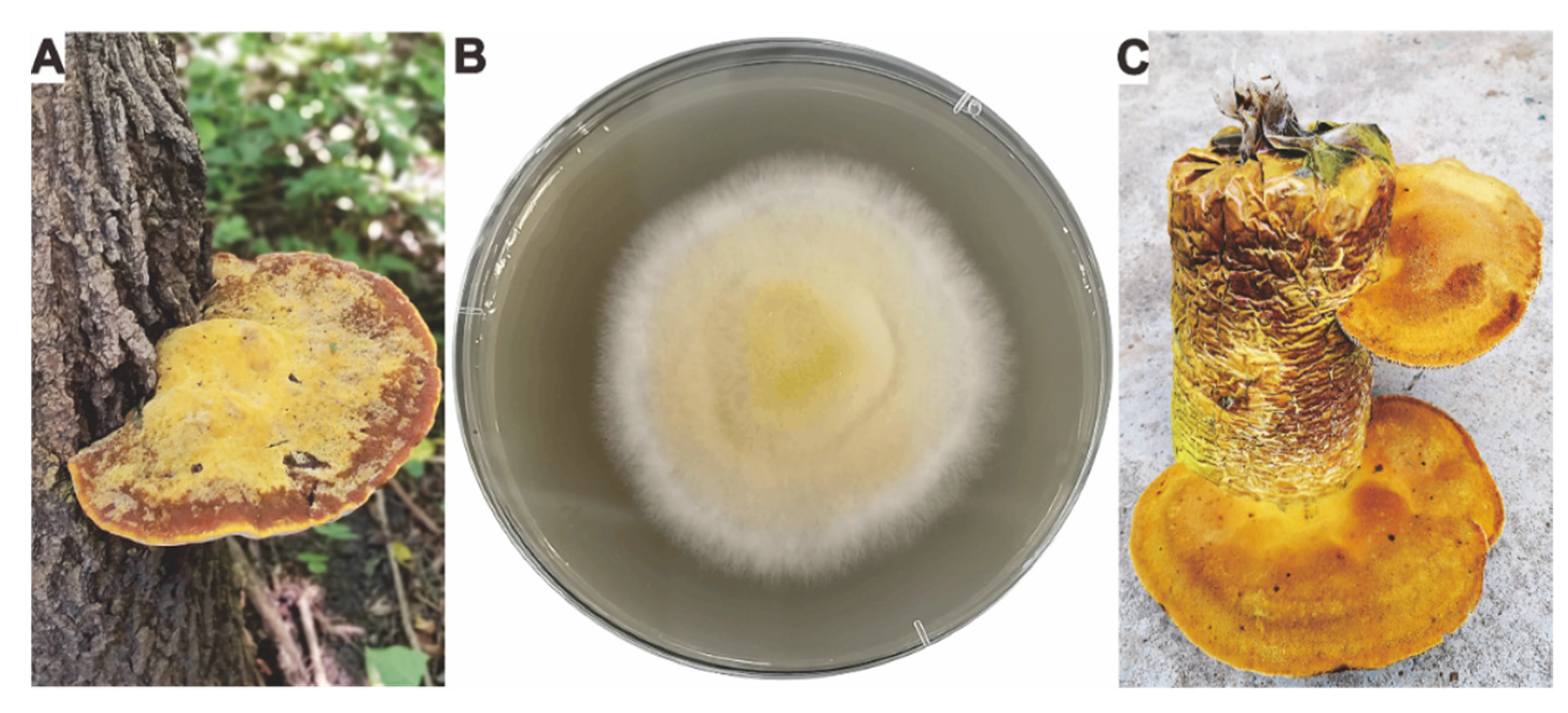 Genomic and Metabolomic Analyses of the Medicinal Fungus