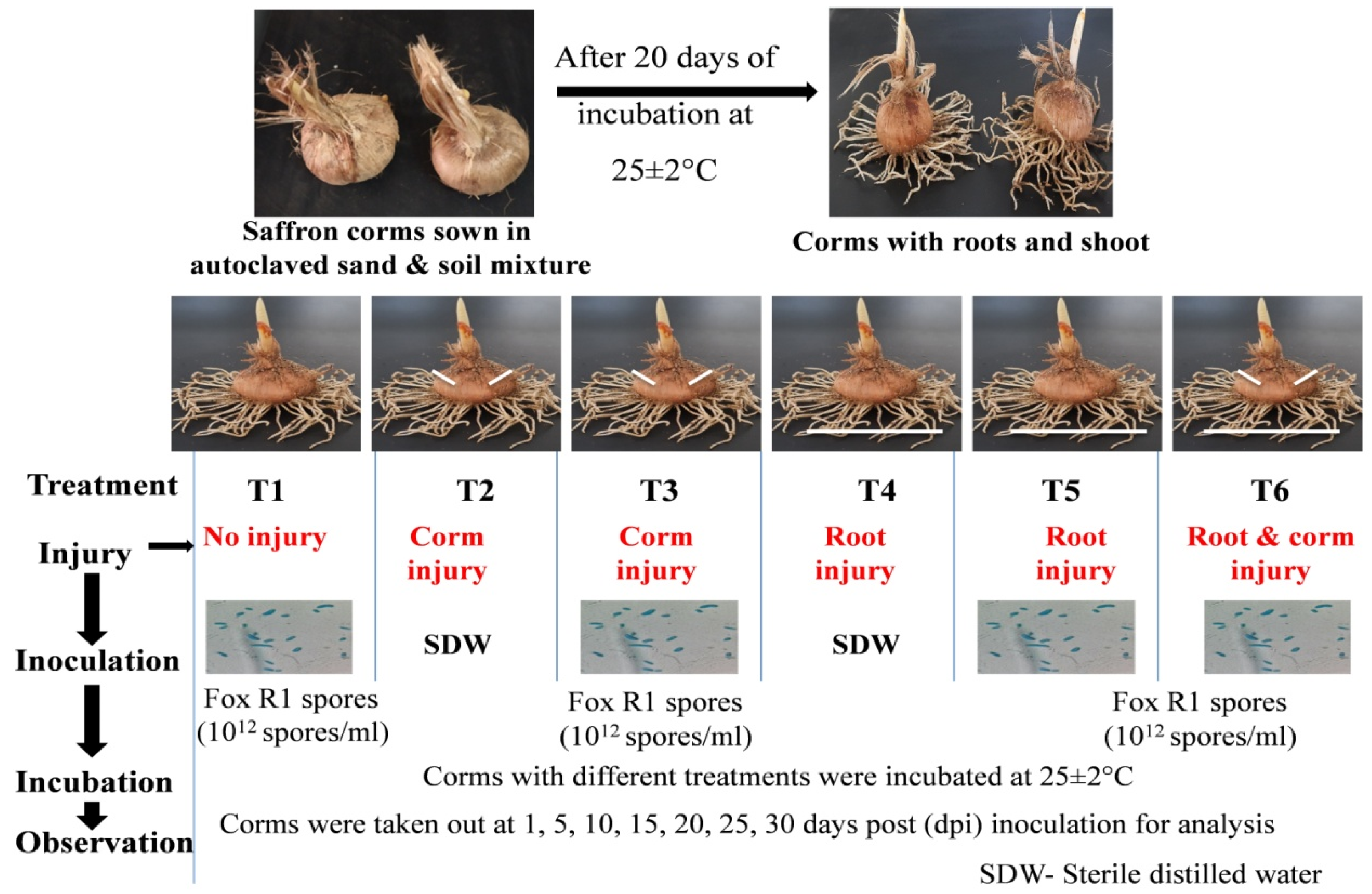 Jof 08 01246 g002 Jof 08 01246 g002
