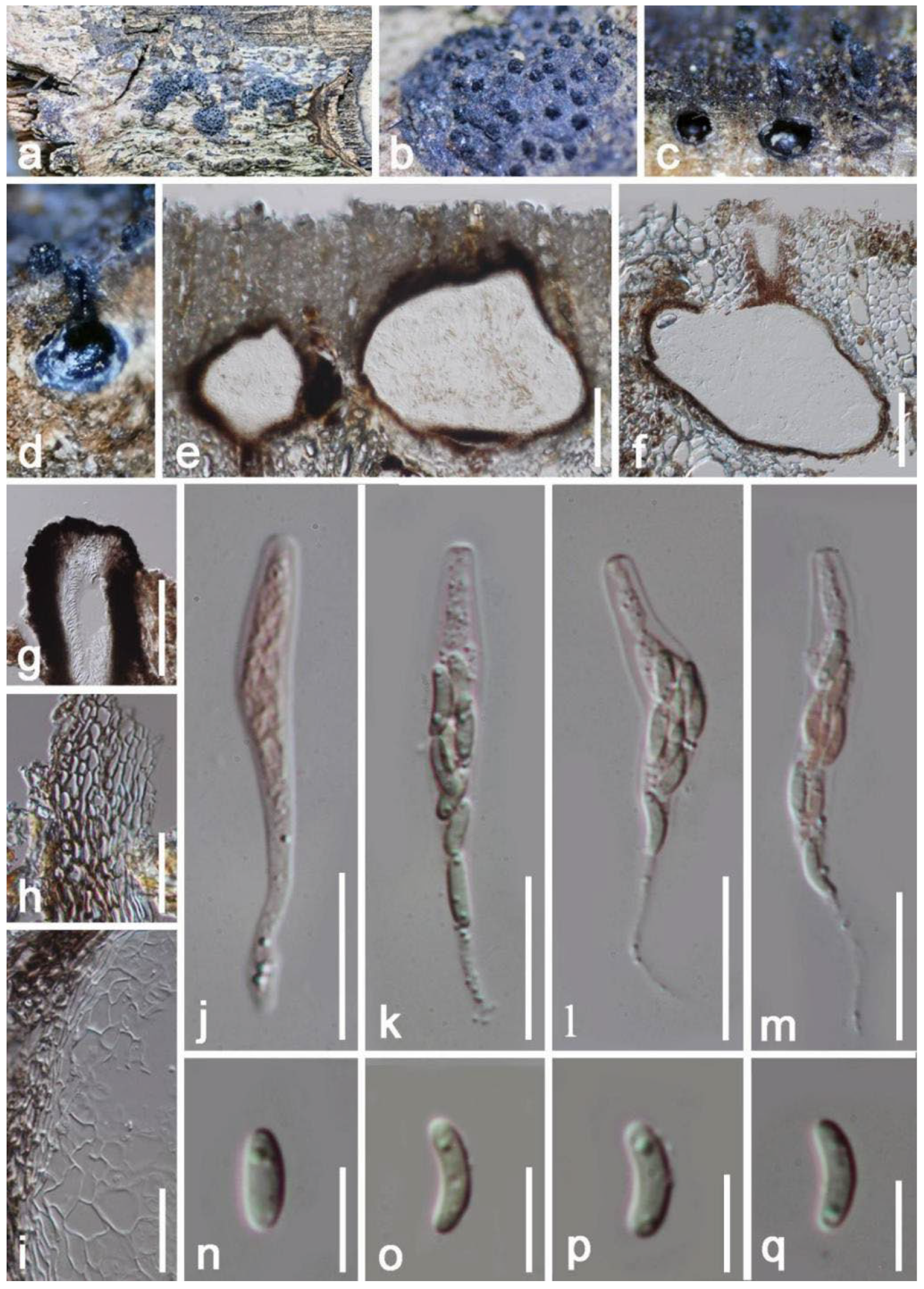 Jof 08 01249 g002 Jof 08 01249 g002