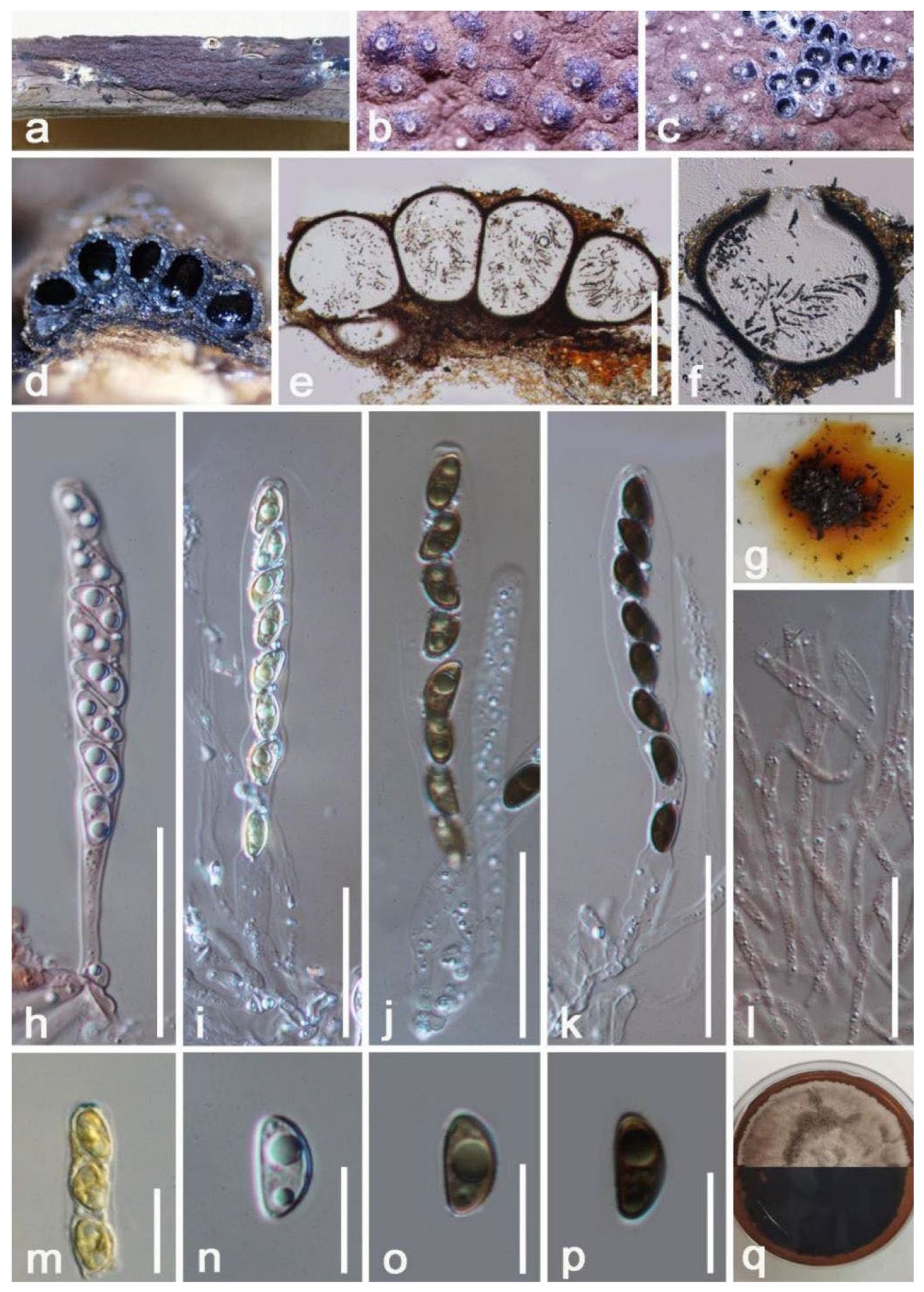 Jof 08 01249 g004 Jof 08 01249 g004