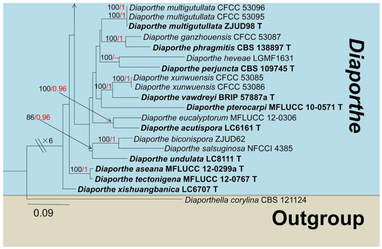 Taxonomy and Phylogeny of Fungi Associated with Mangifera