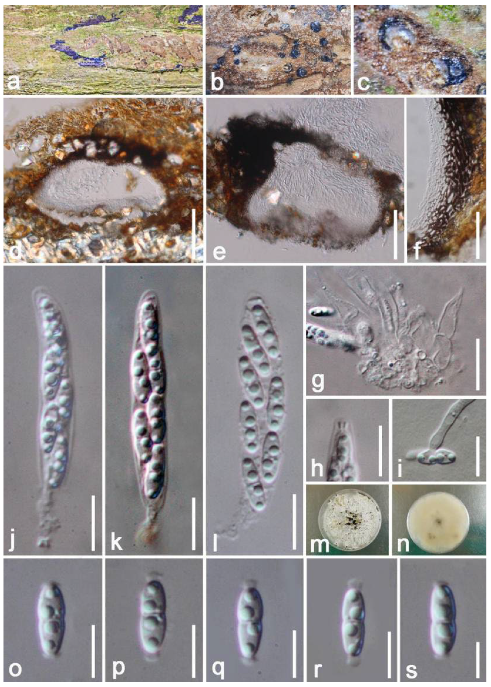 Jof 08 01249 g006 Jof 08 01249 g006