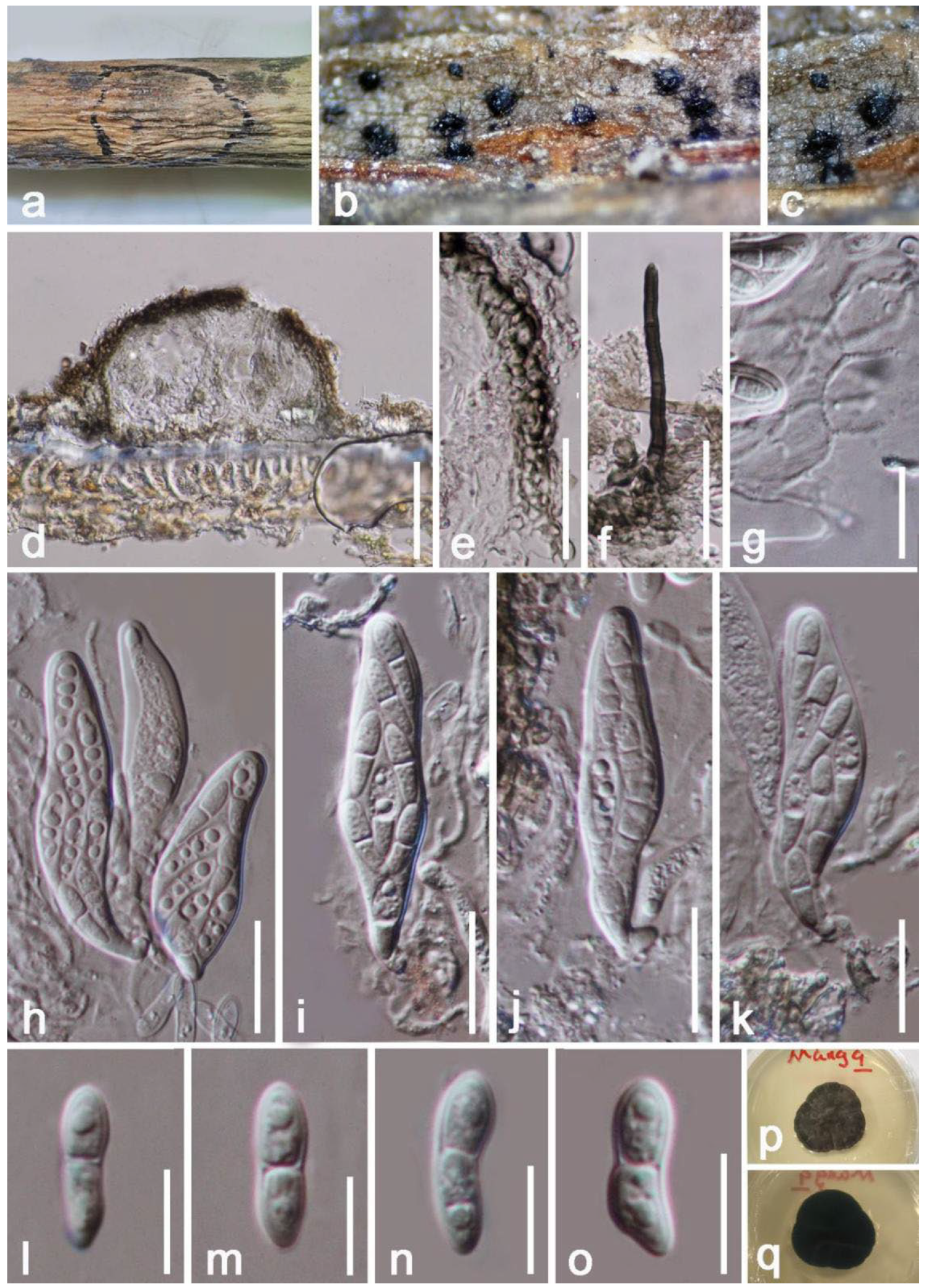 Jof 08 01249 g008 Jof 08 01249 g008