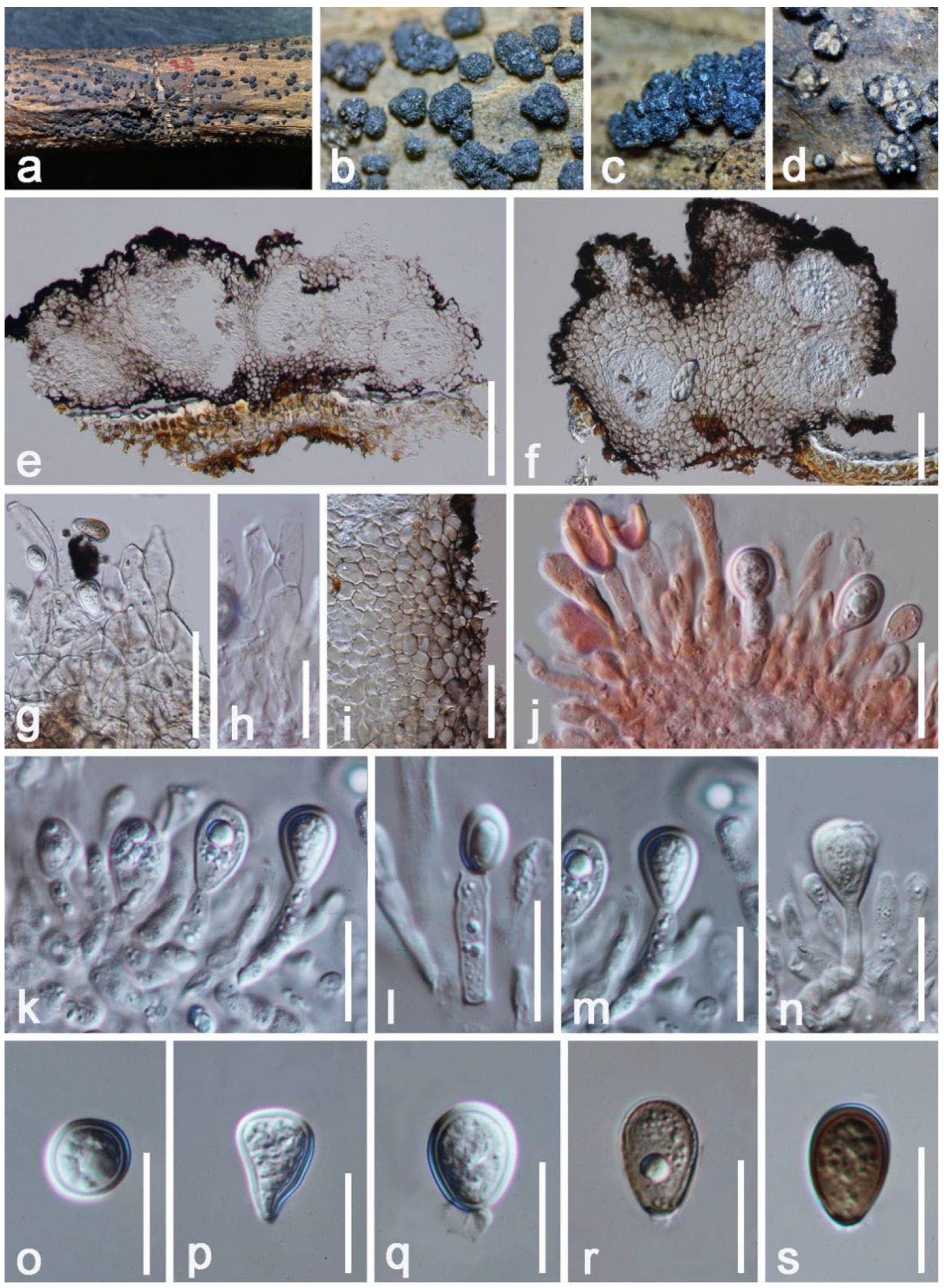 Jof 08 01249 g010 Jof 08 01249 g010