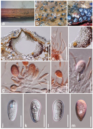 Taxonomy and Phylogeny of Fungi Associated with Mangifera
