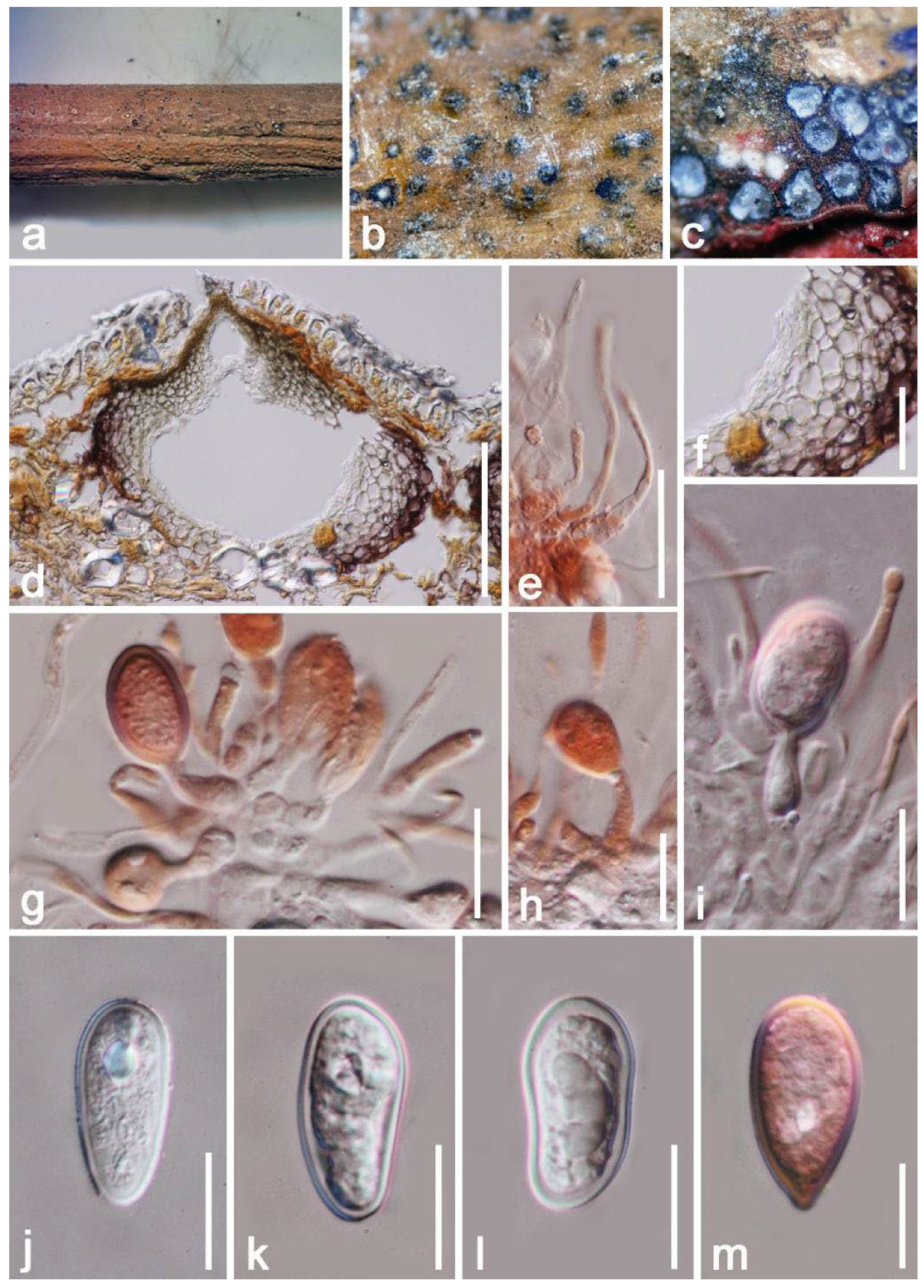Jof 08 01249 g011 Jof 08 01249 g011