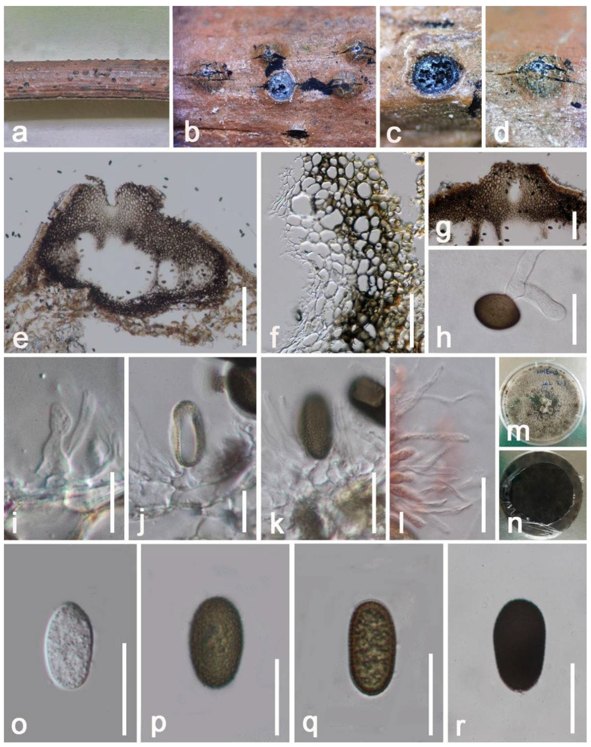 Jof 08 01249 g013 Jof 08 01249 g013