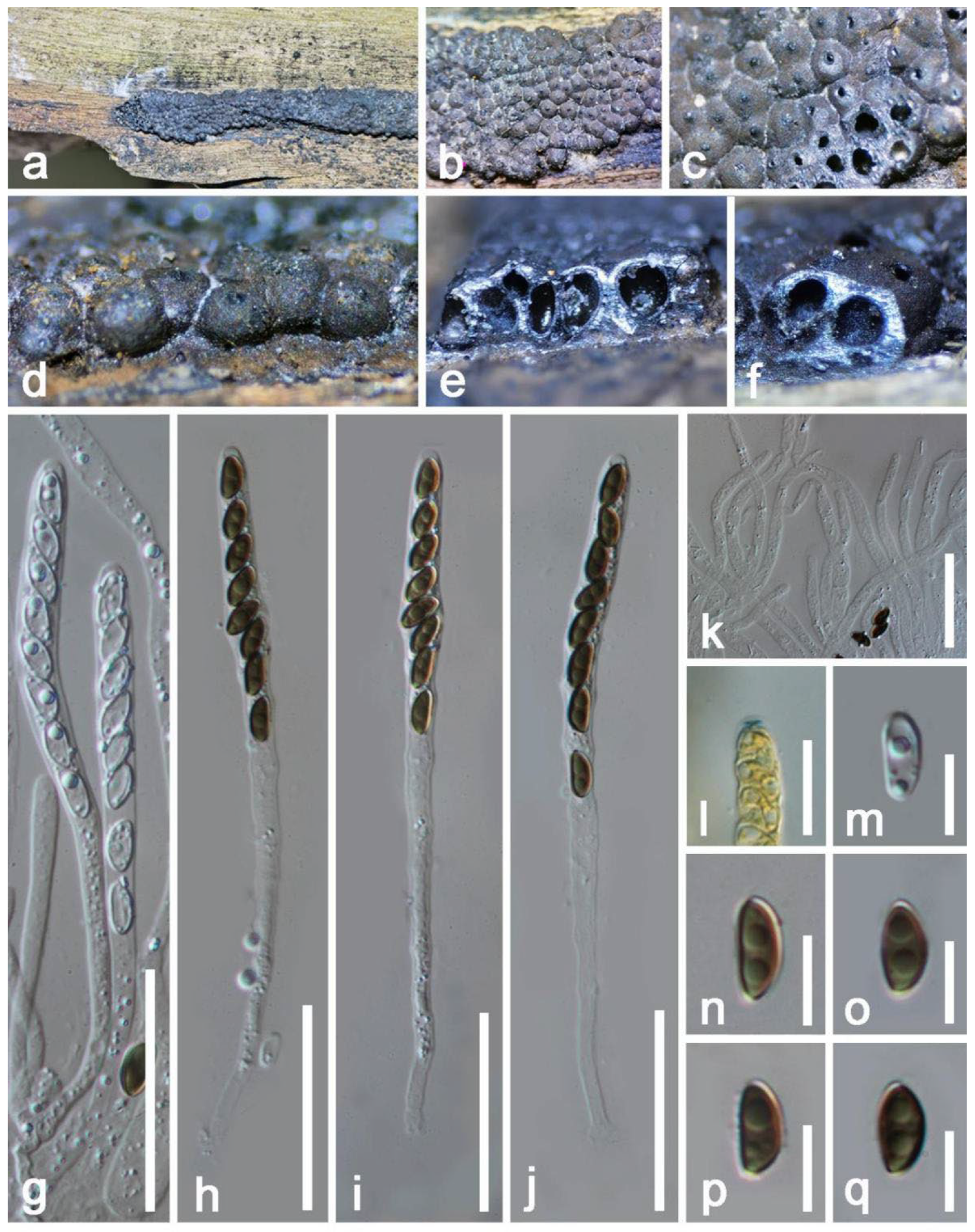 Jof 08 01249 g014 Jof 08 01249 g014