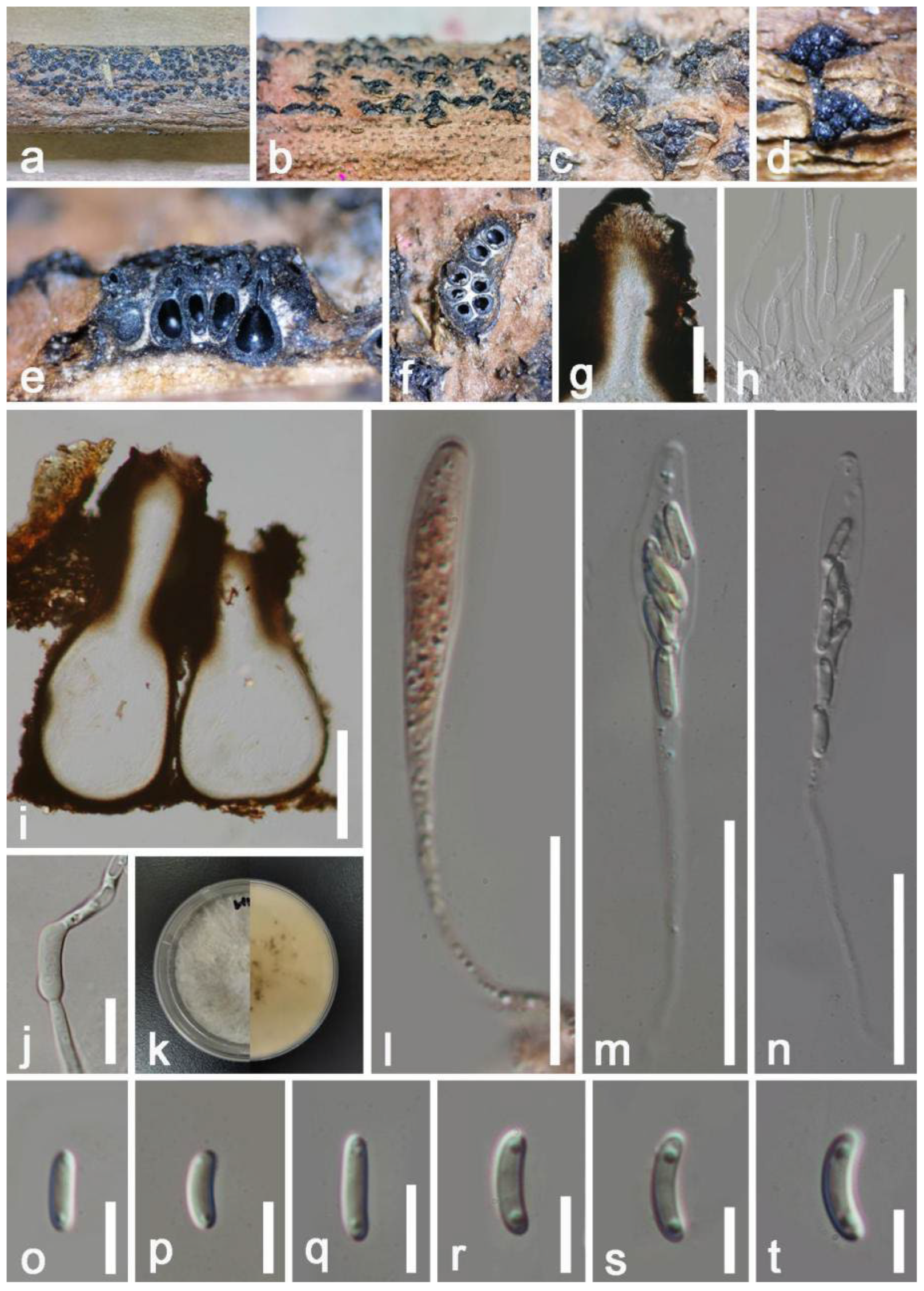 Jof 08 01249 g015 Jof 08 01249 g015