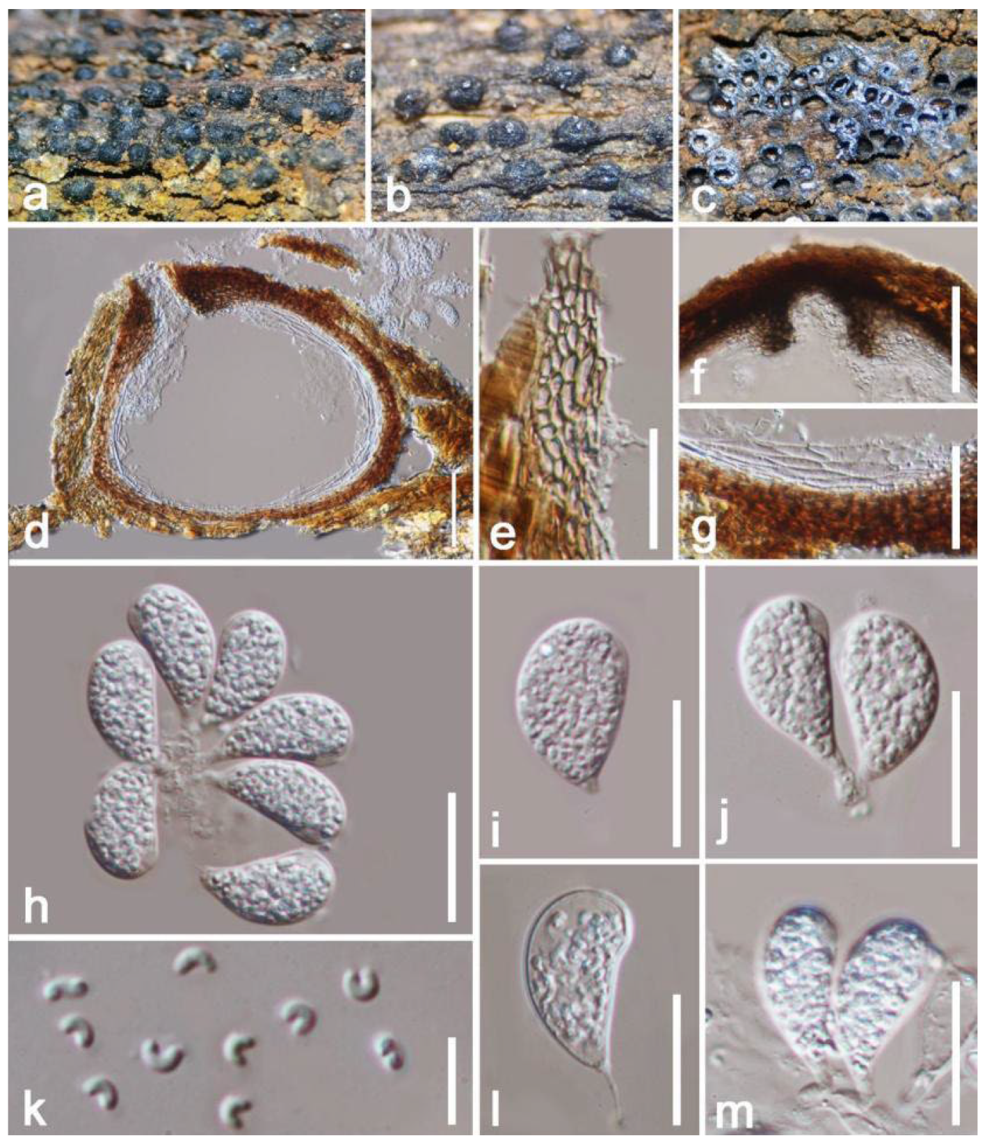 Jof 08 01249 g017 Jof 08 01249 g017