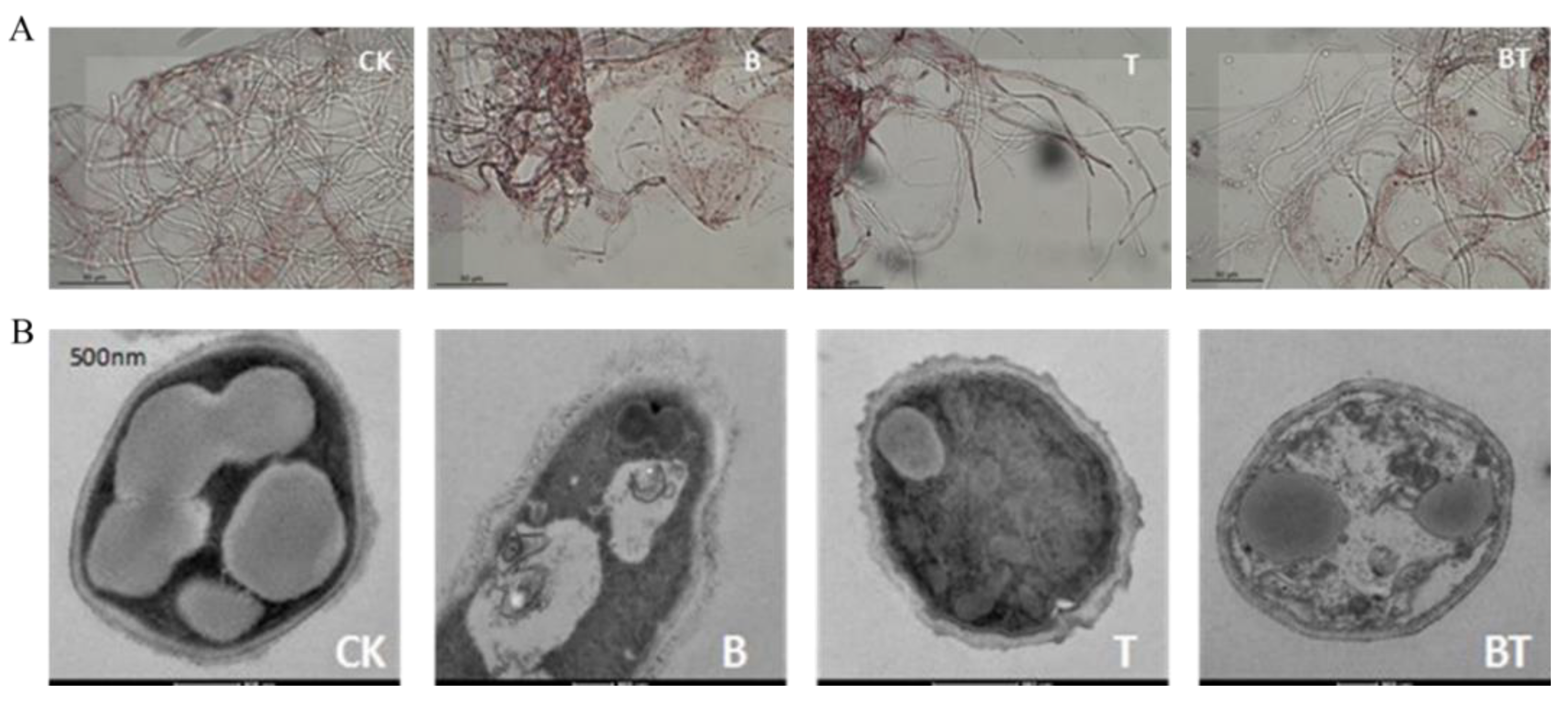 Jof 08 01250 g002 Jof 08 01250 g002