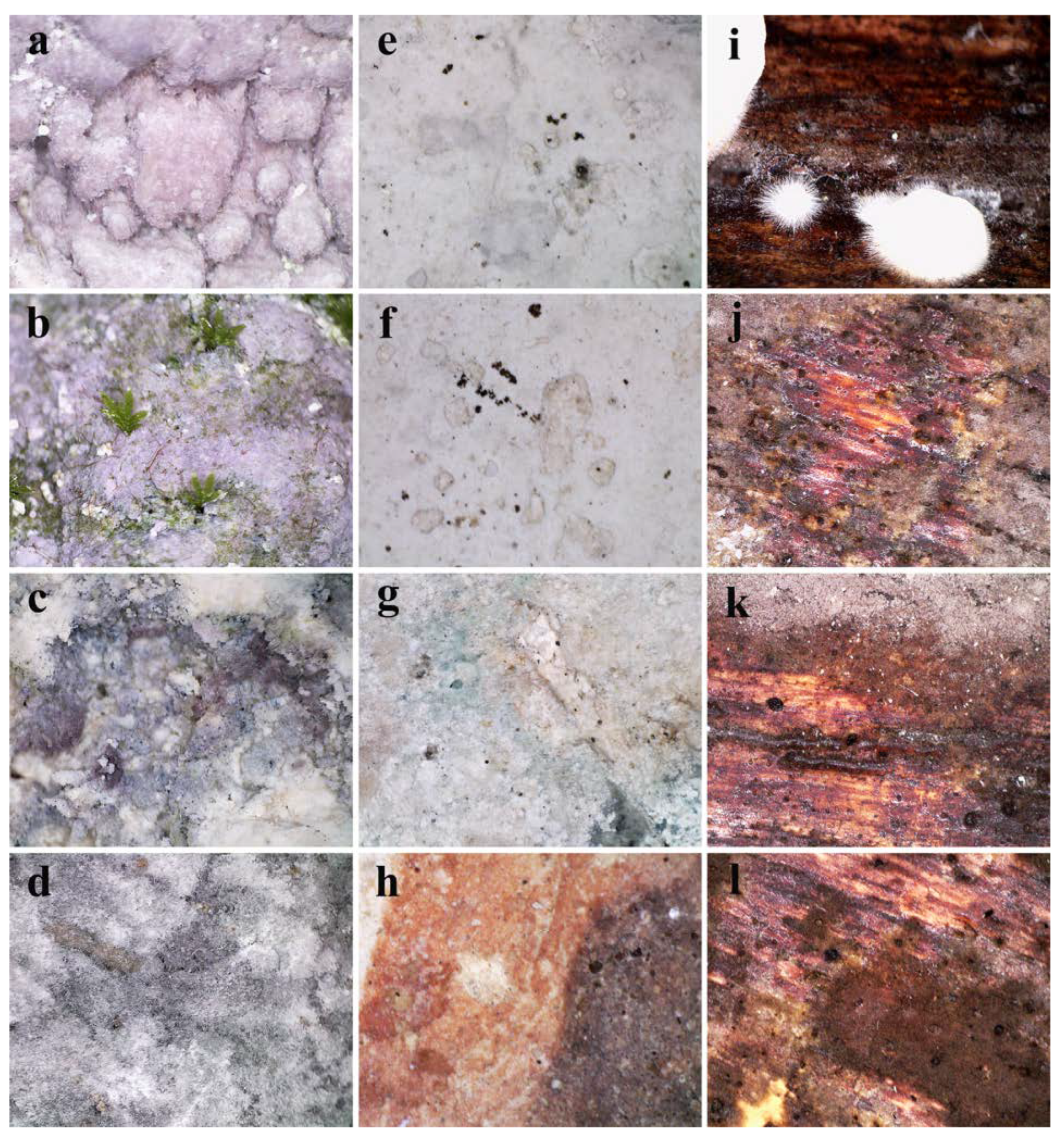 Jof 08 01263 g004 Jof 08 01263 g004