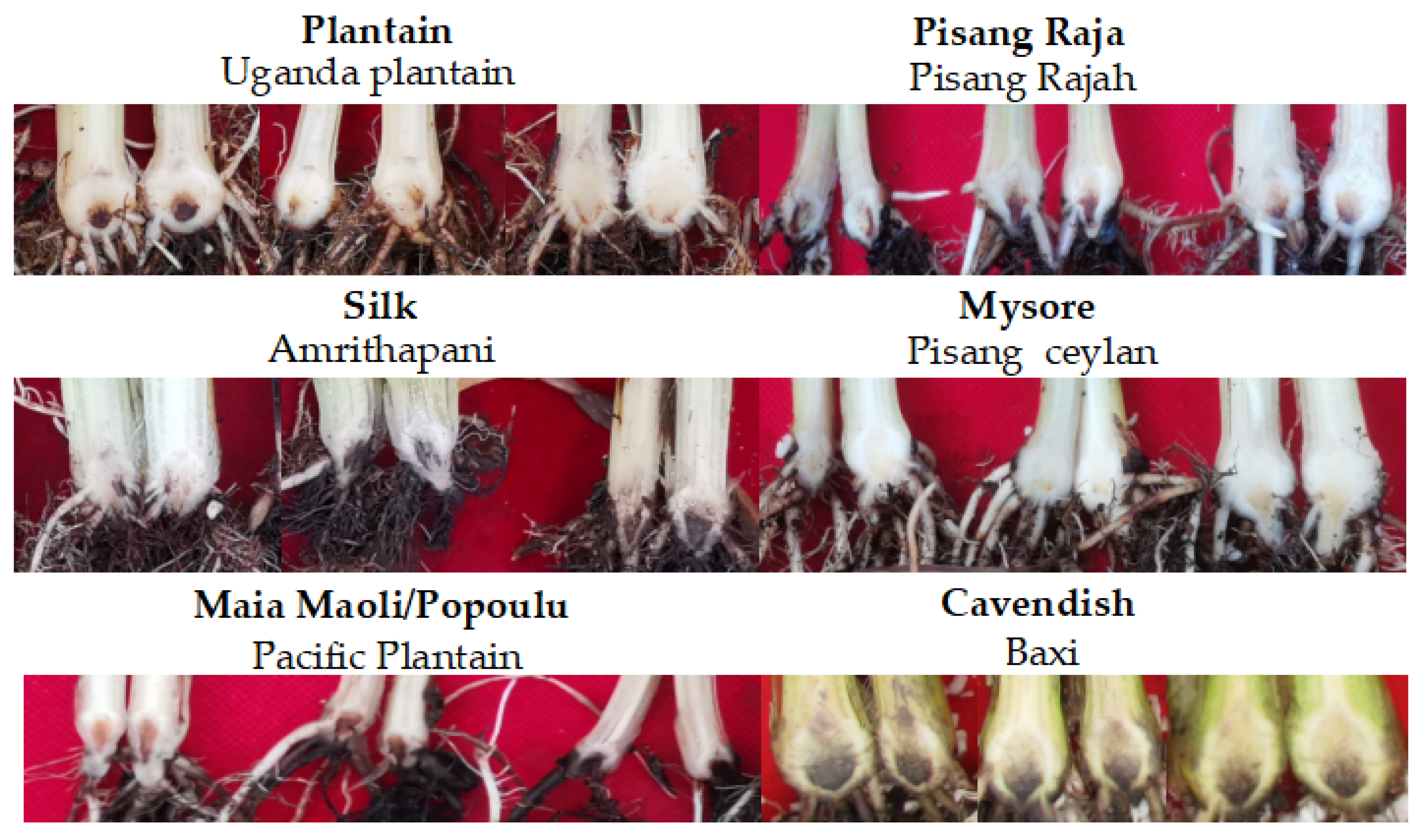 Jof 08 01274 g001 Jof 08 01274 g001