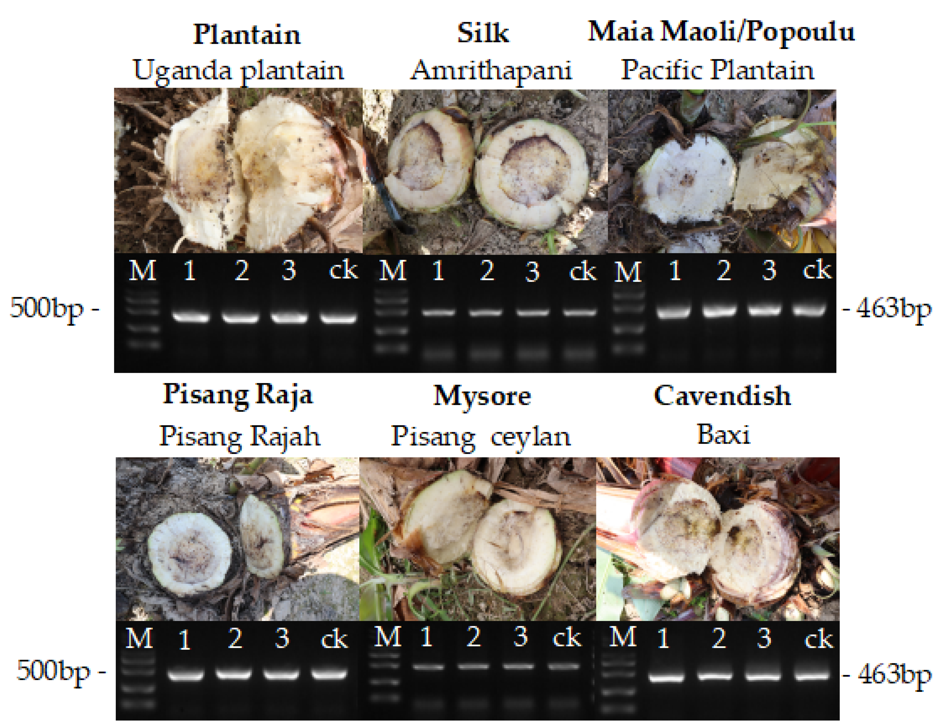 Jof 08 01274 g004 Jof 08 01274 g004