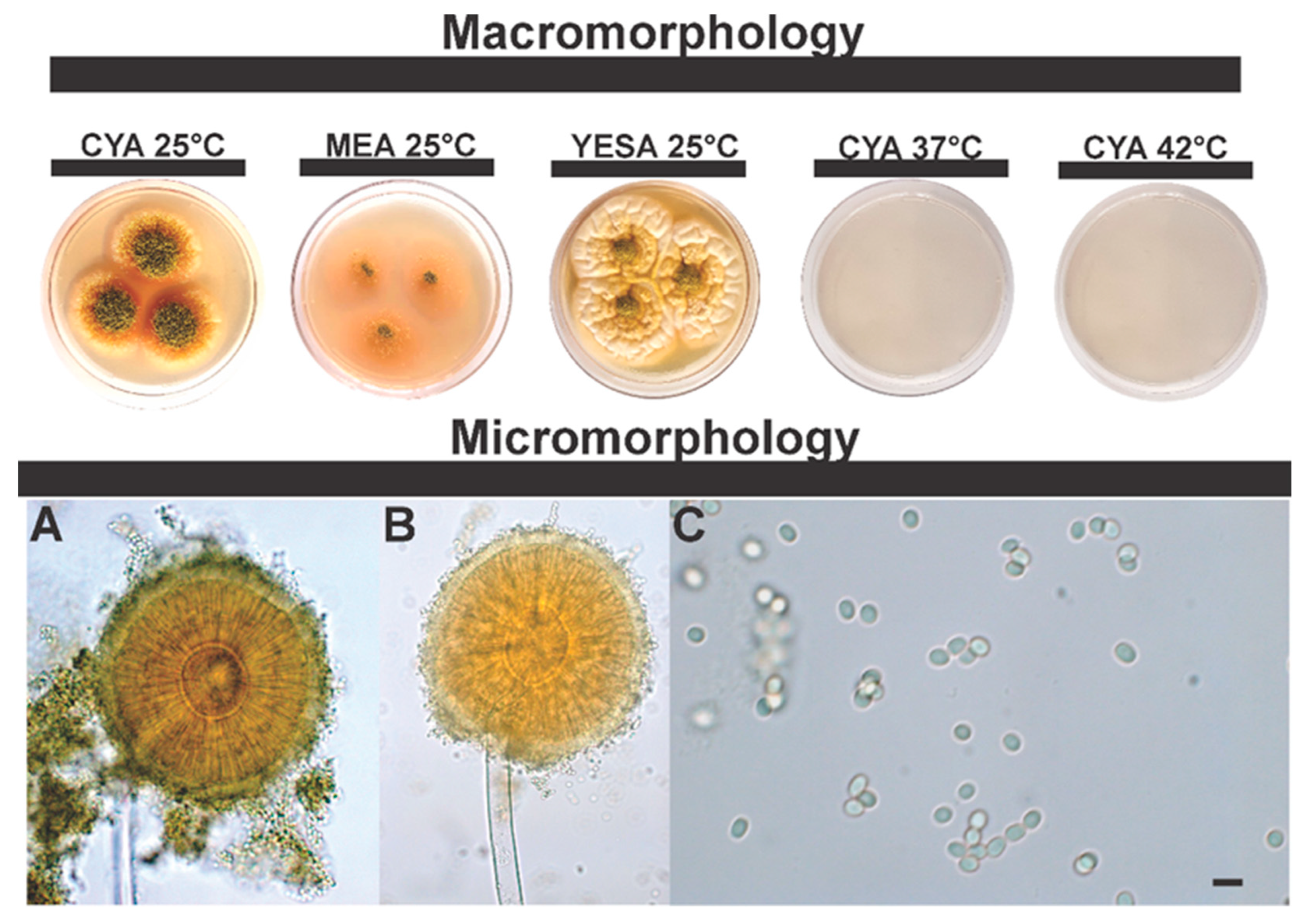 Jof 08 01279 g007 Jof 08 01279 g007