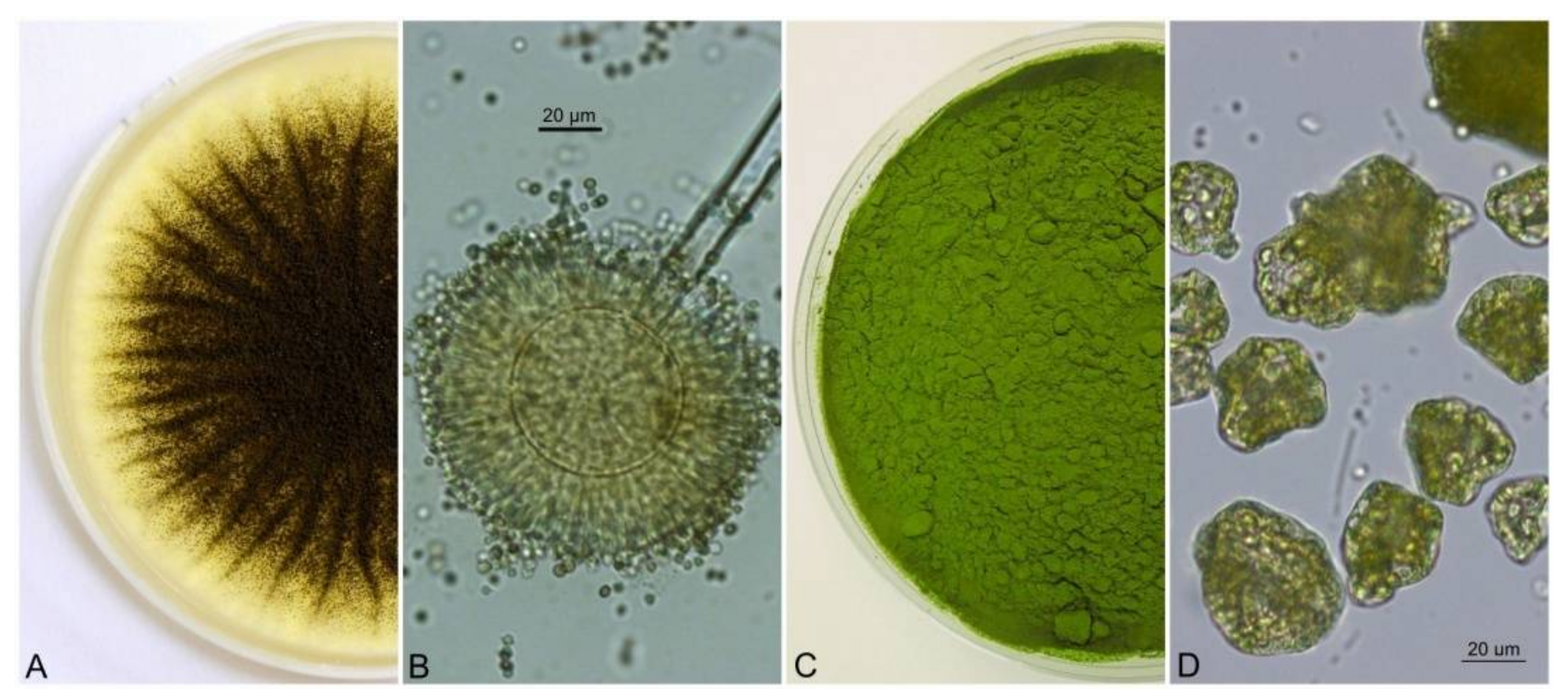 Biocoagulation of Dried Algae Chlorella sp. and Pellets of