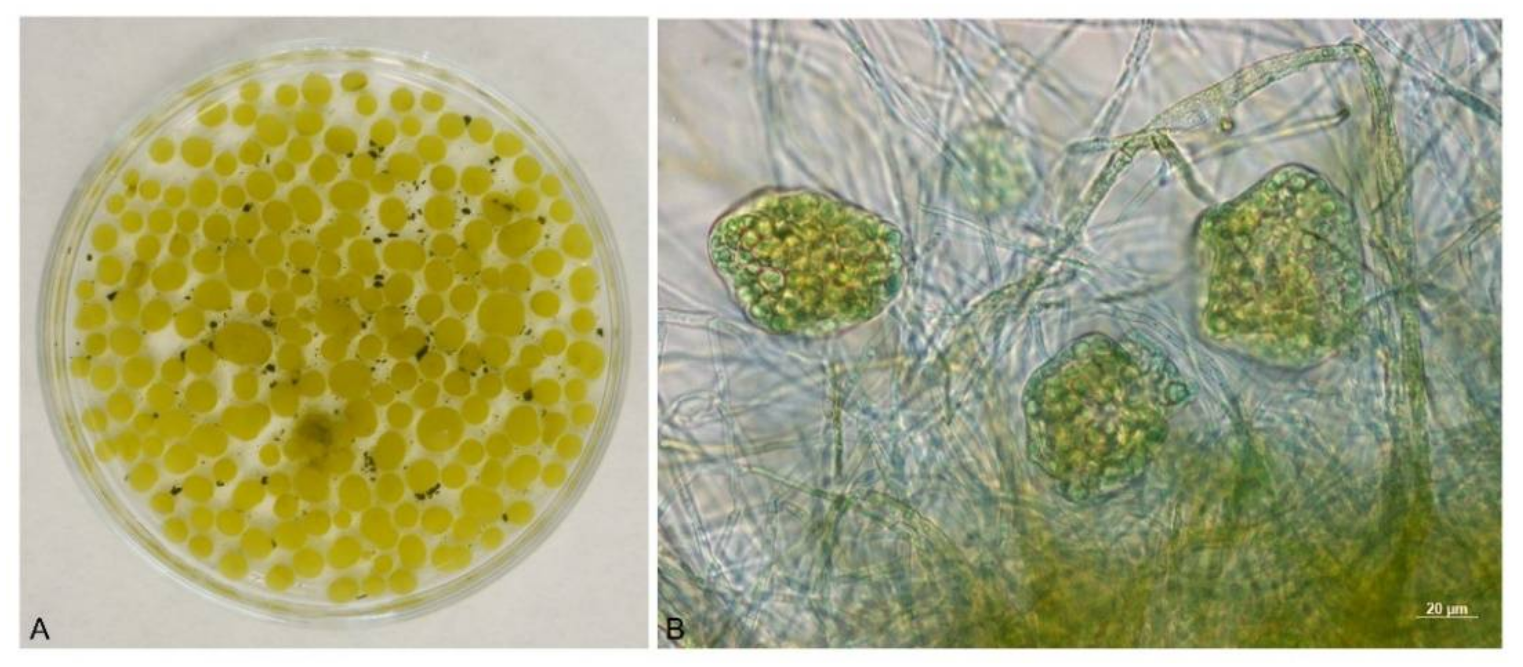 Jof 08 01282 g003 Jof 08 01282 g003