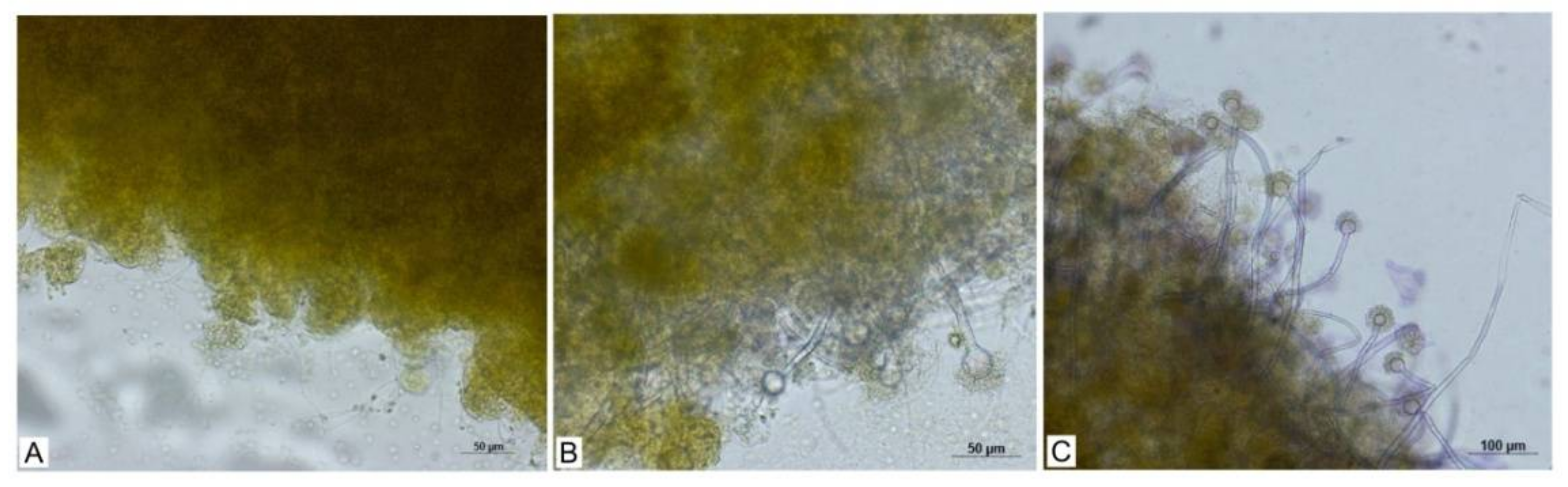 Jof 08 01282 g004 Jof 08 01282 g004