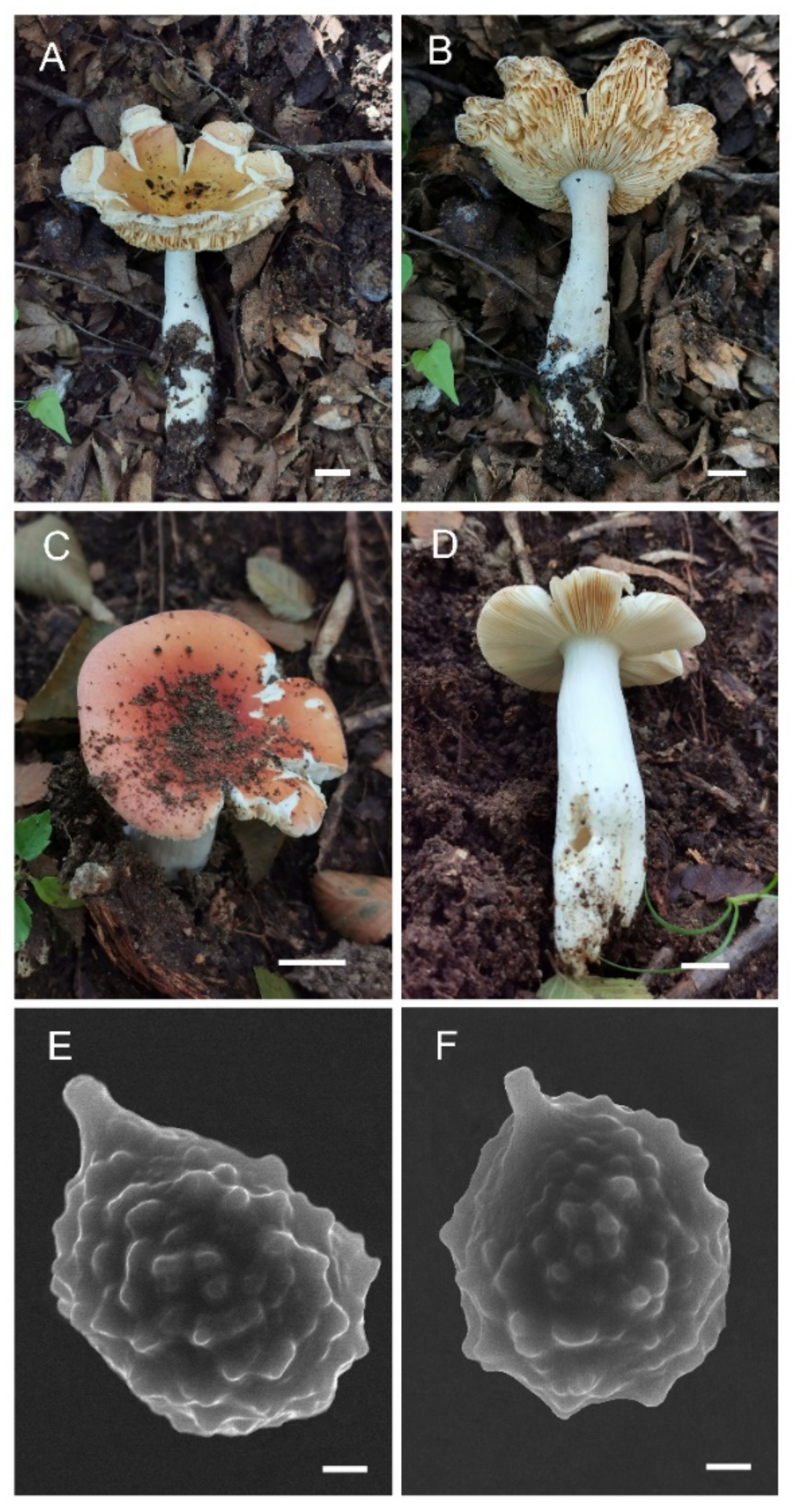 Jof 08 01283 g003 Jof 08 01283 g003