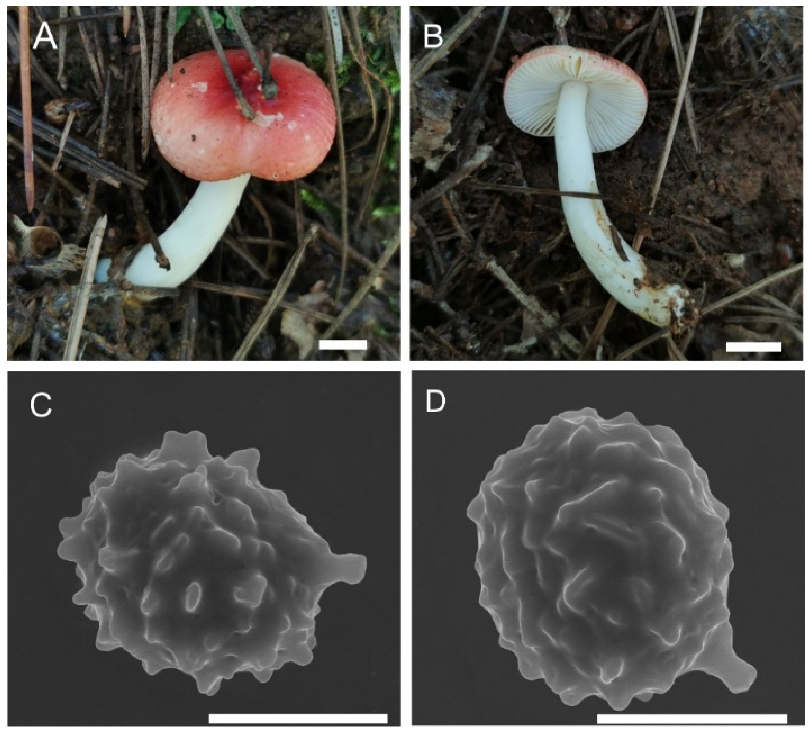 Jof 08 01283 g011 Jof 08 01283 g011