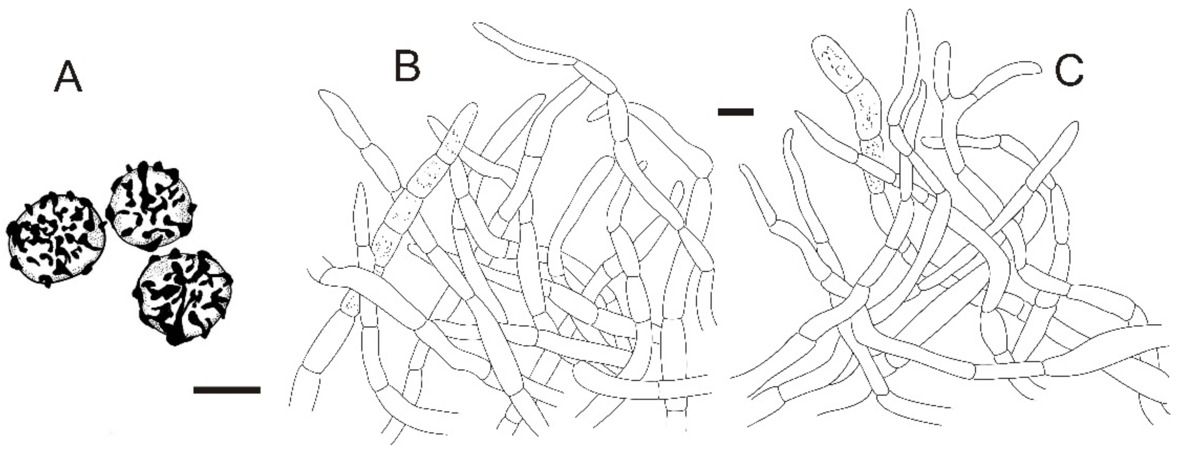 Jof 08 01283 g014 Jof 08 01283 g014