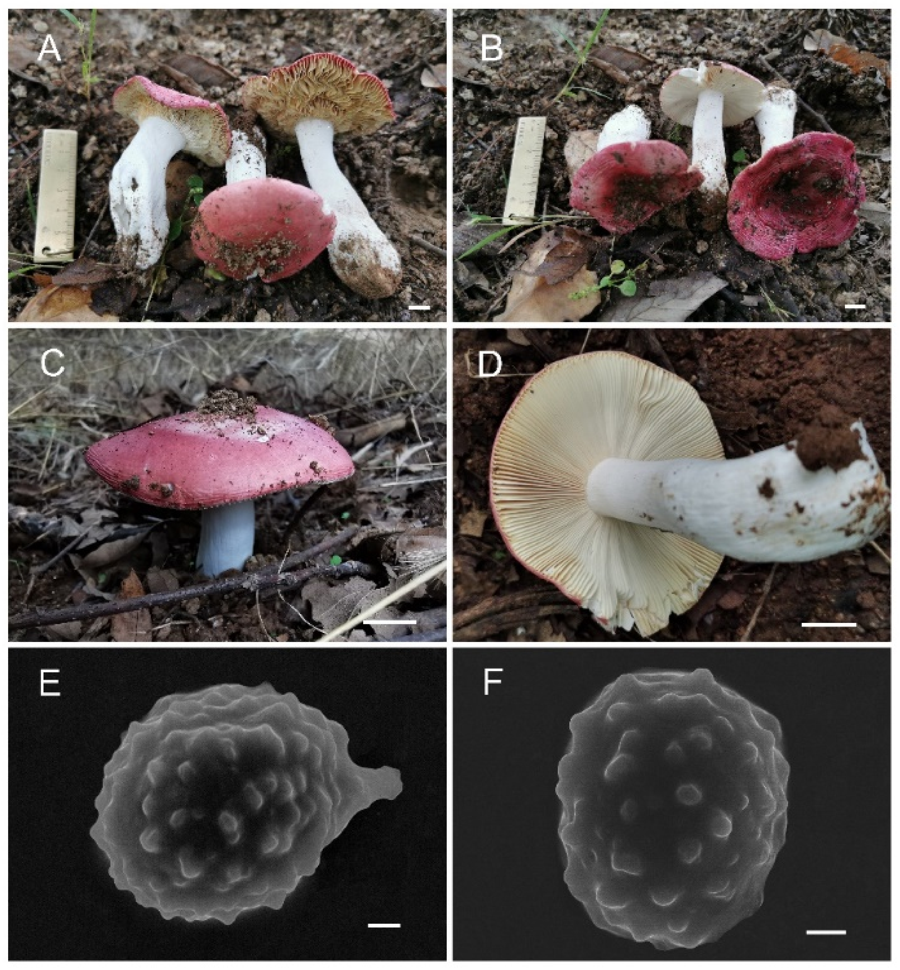 Jof 08 01283 g015 Jof 08 01283 g015