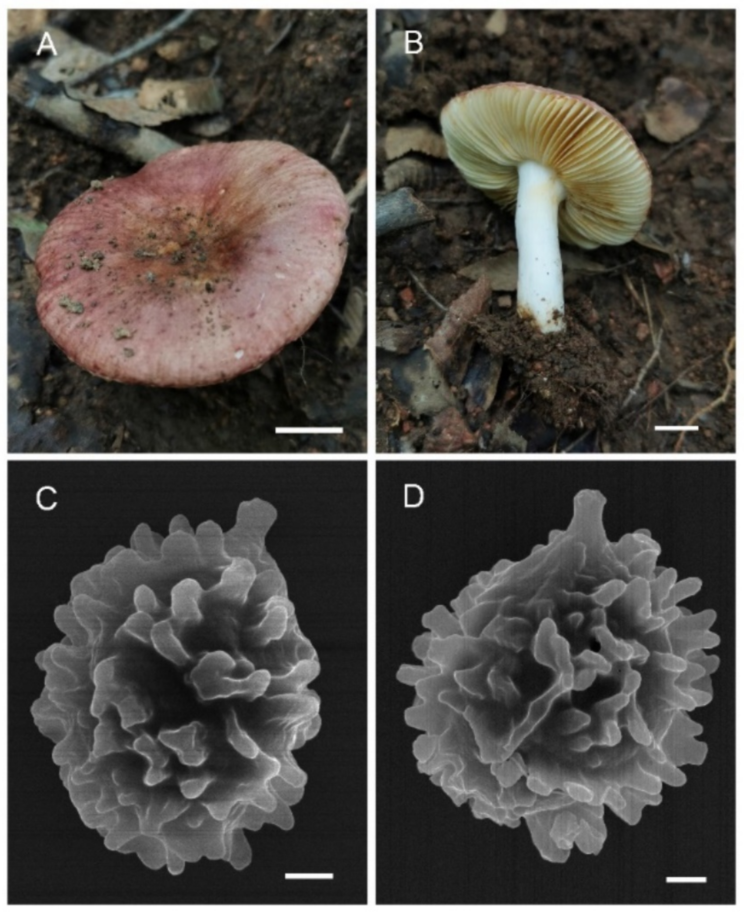 Jof 08 01283 g019 Jof 08 01283 g019