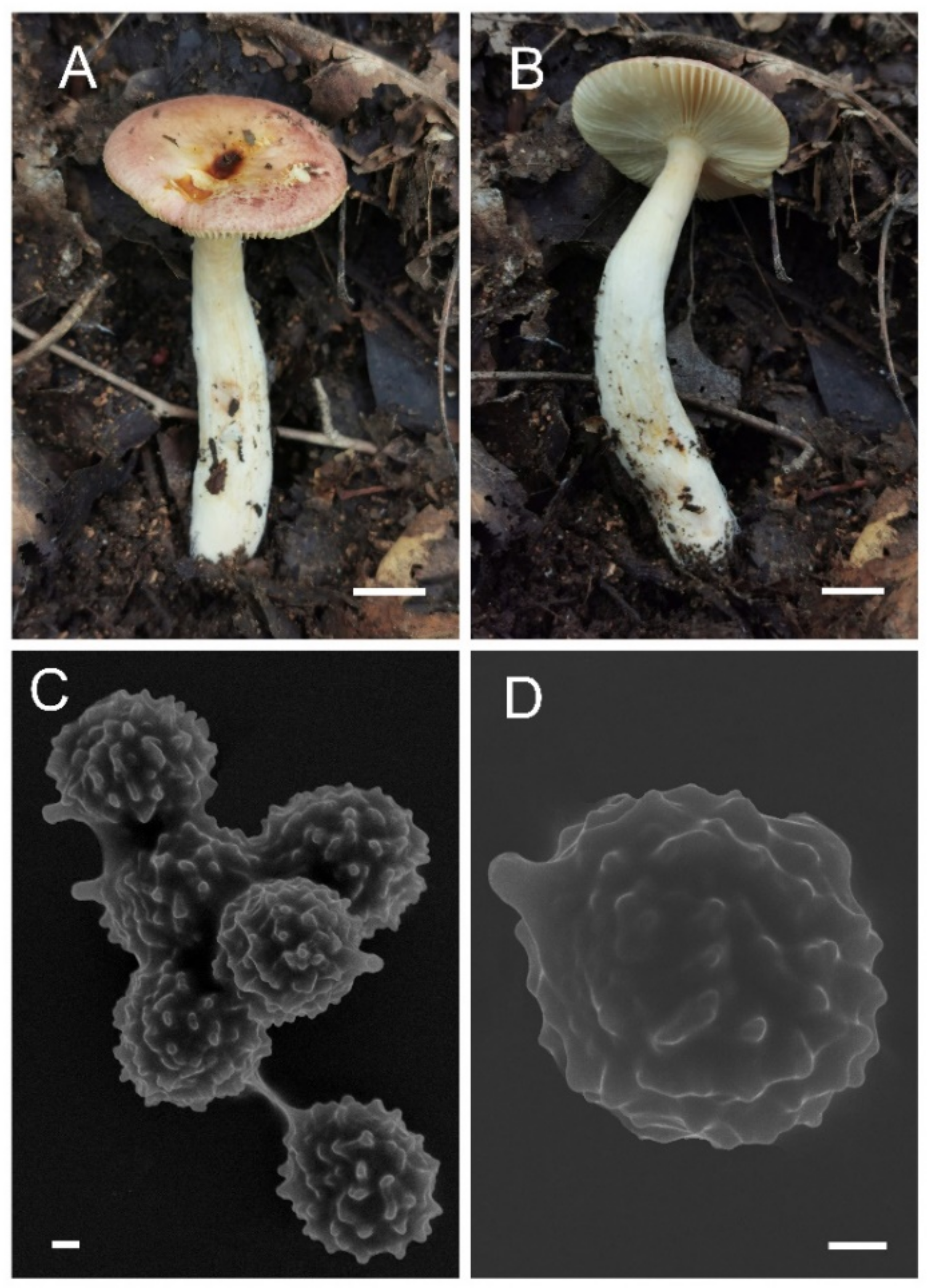 Jof 08 01283 g023 Jof 08 01283 g023