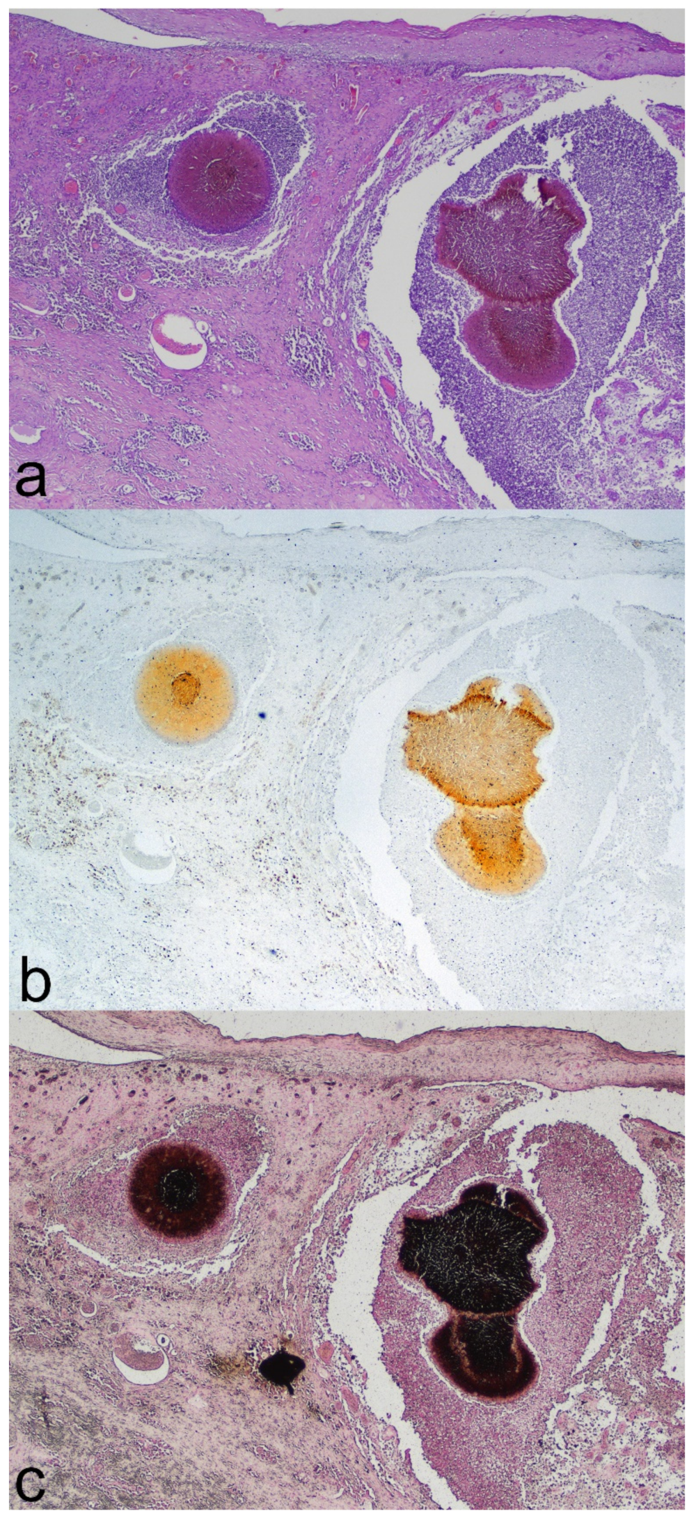 Jof 08 01289 g001 Jof 08 01289 g001