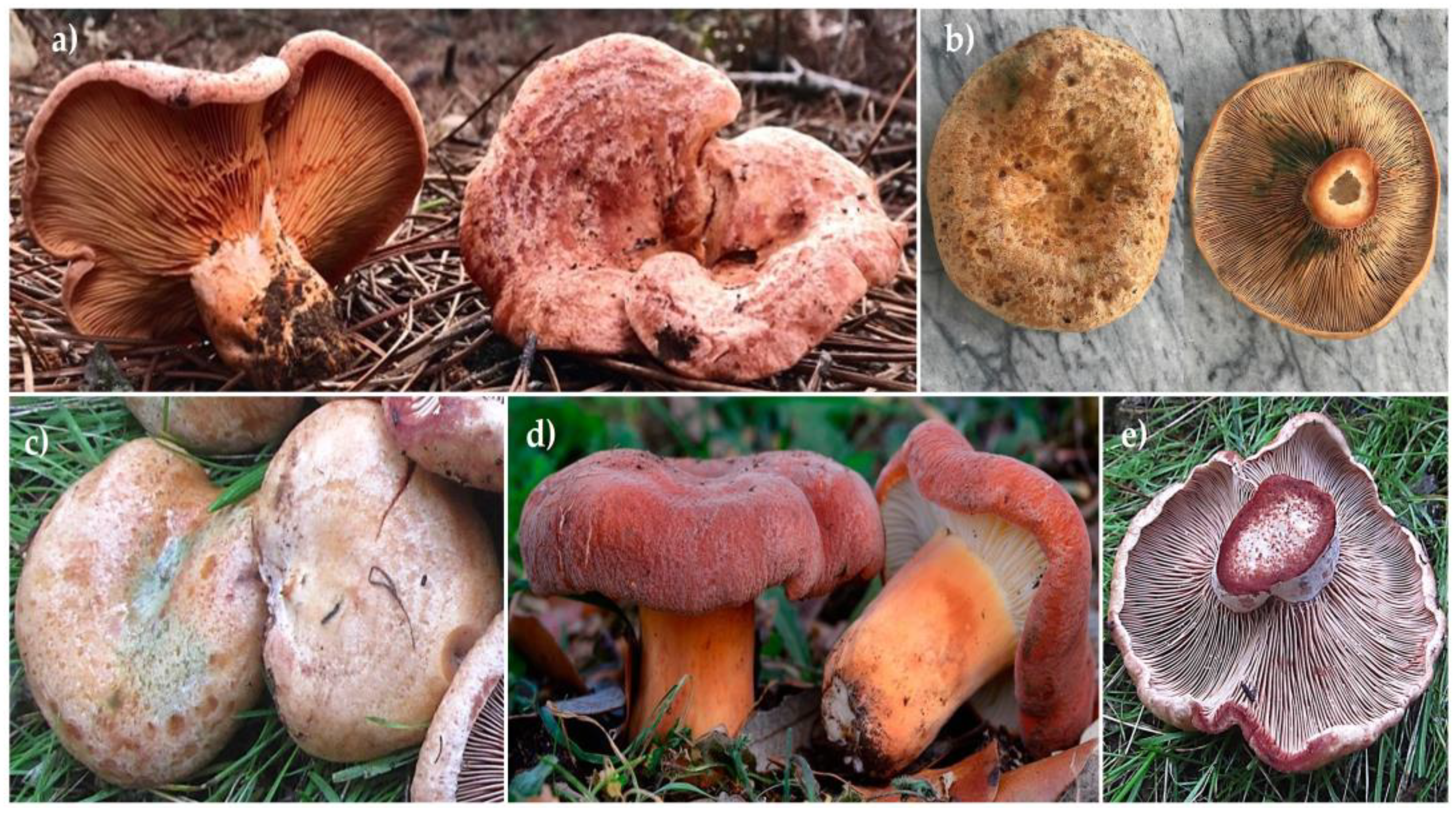 Jof 08 01292 g001 Jof 08 01292 g001