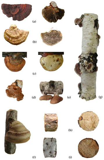 Eco-Physiological Adaptations of the Xylotrophic Basidiomycetes