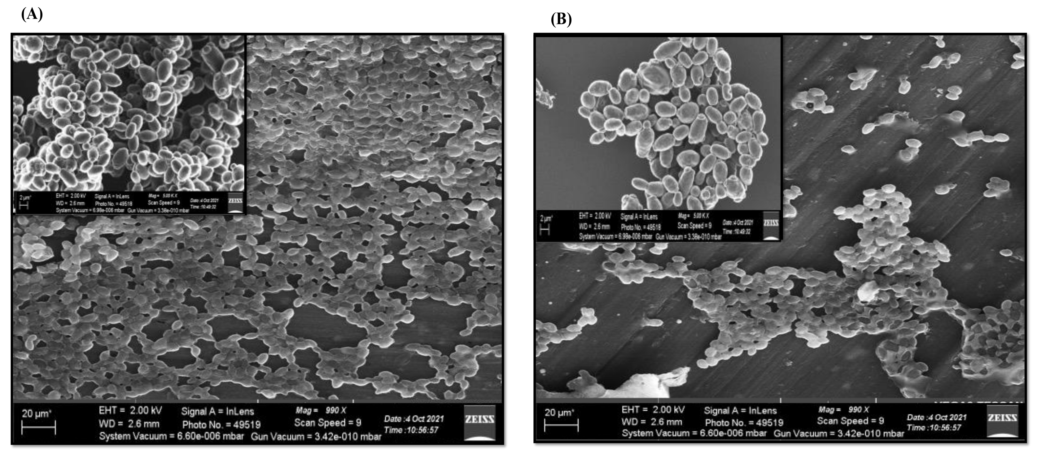 Jof 08 01298 g002 Jof 08 01298 g002