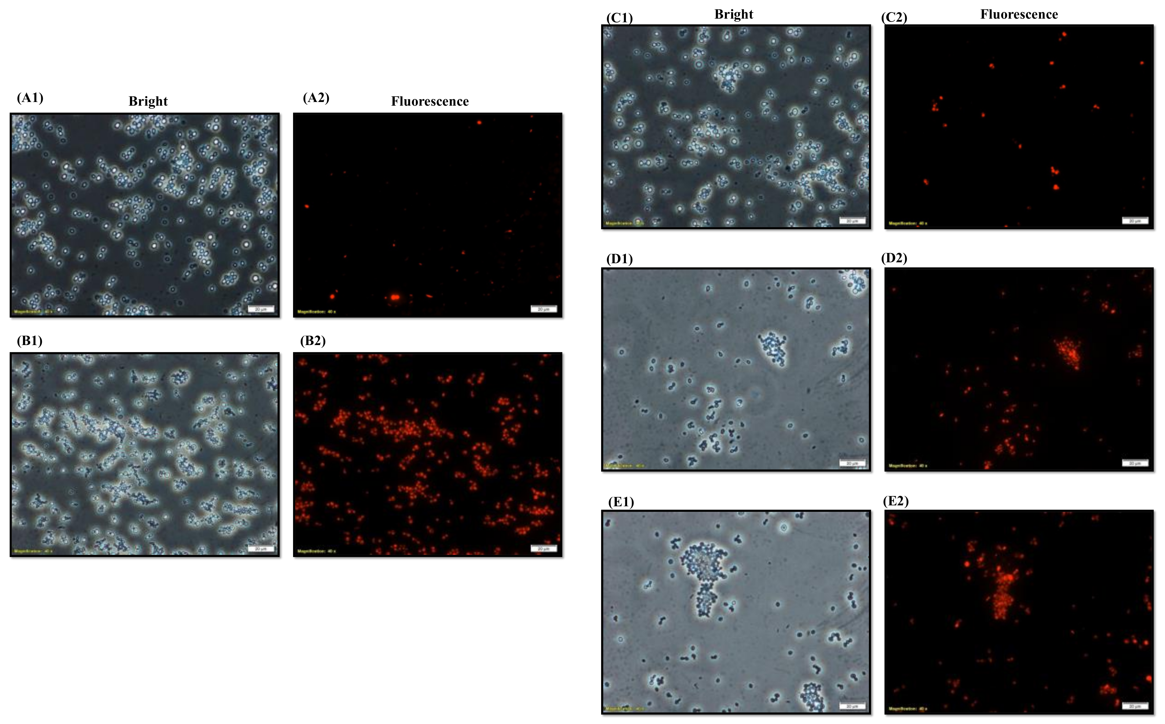 Jof 08 01298 g004 Jof 08 01298 g004