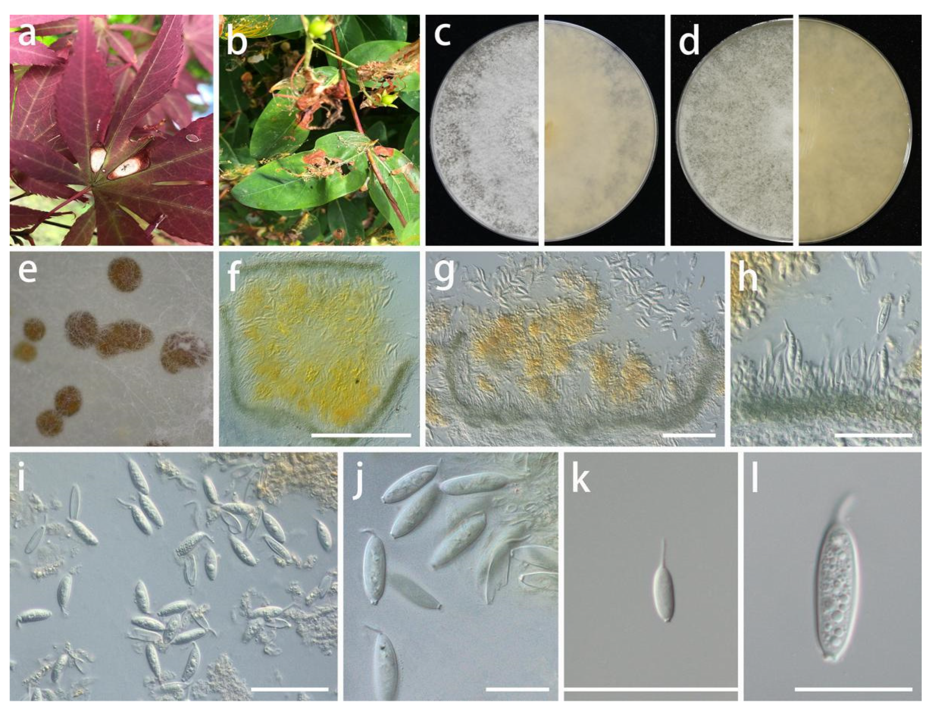 Jof 08 01301 g005 Jof 08 01301 g005