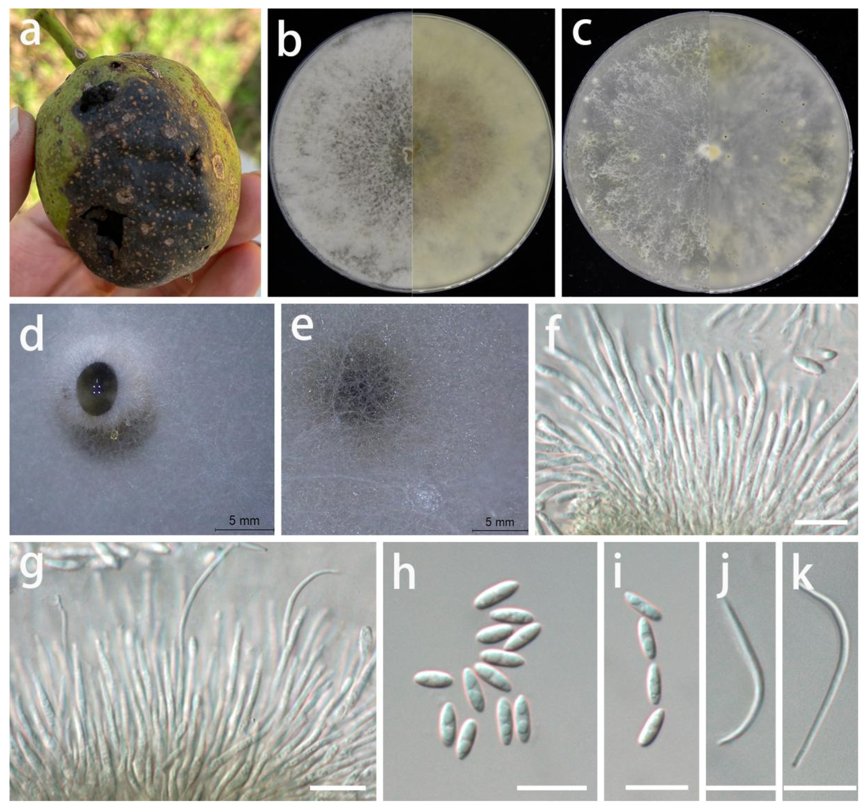 Jof 08 01301 g007 Jof 08 01301 g007