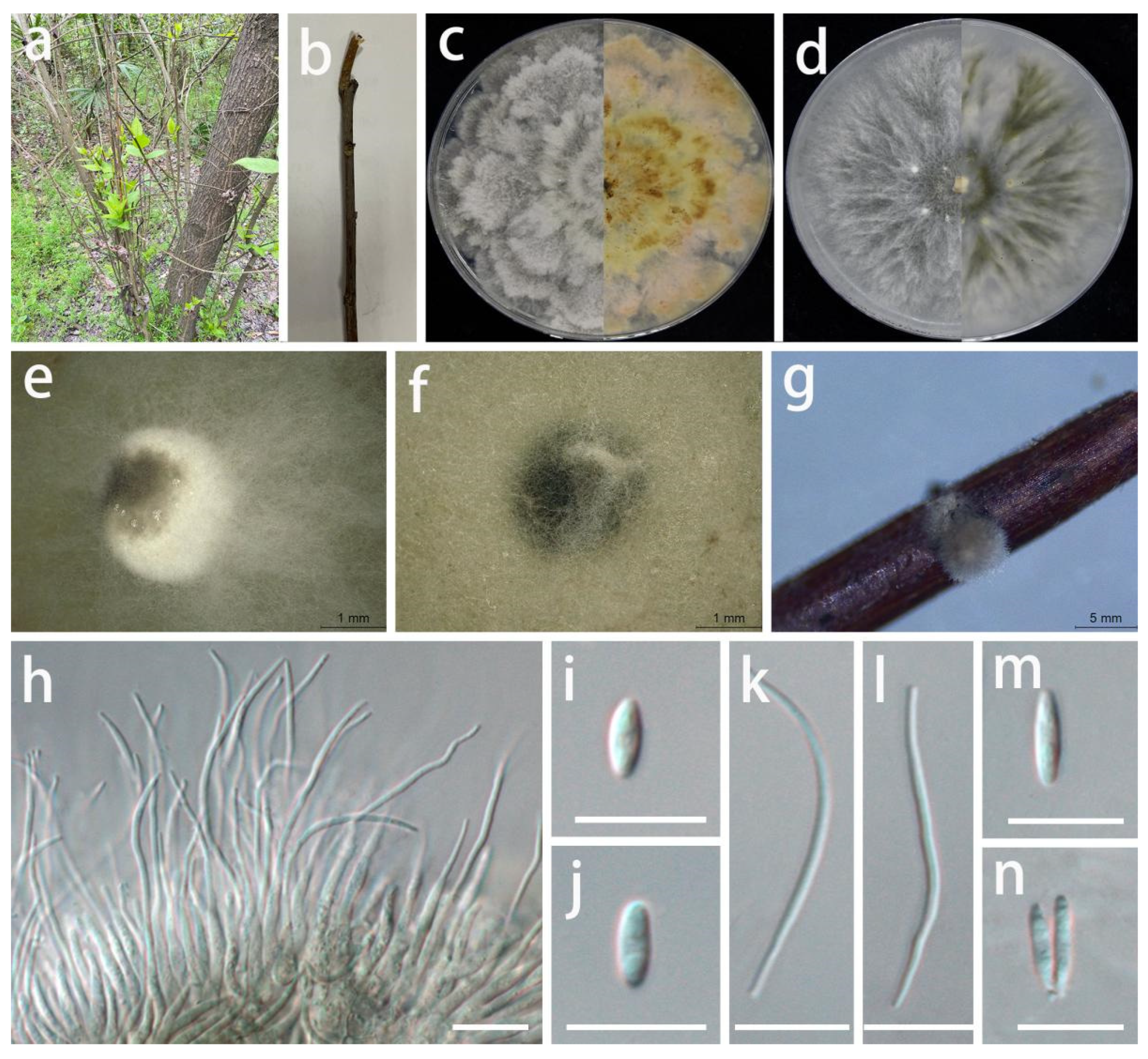 Jof 08 01301 g008 Jof 08 01301 g008