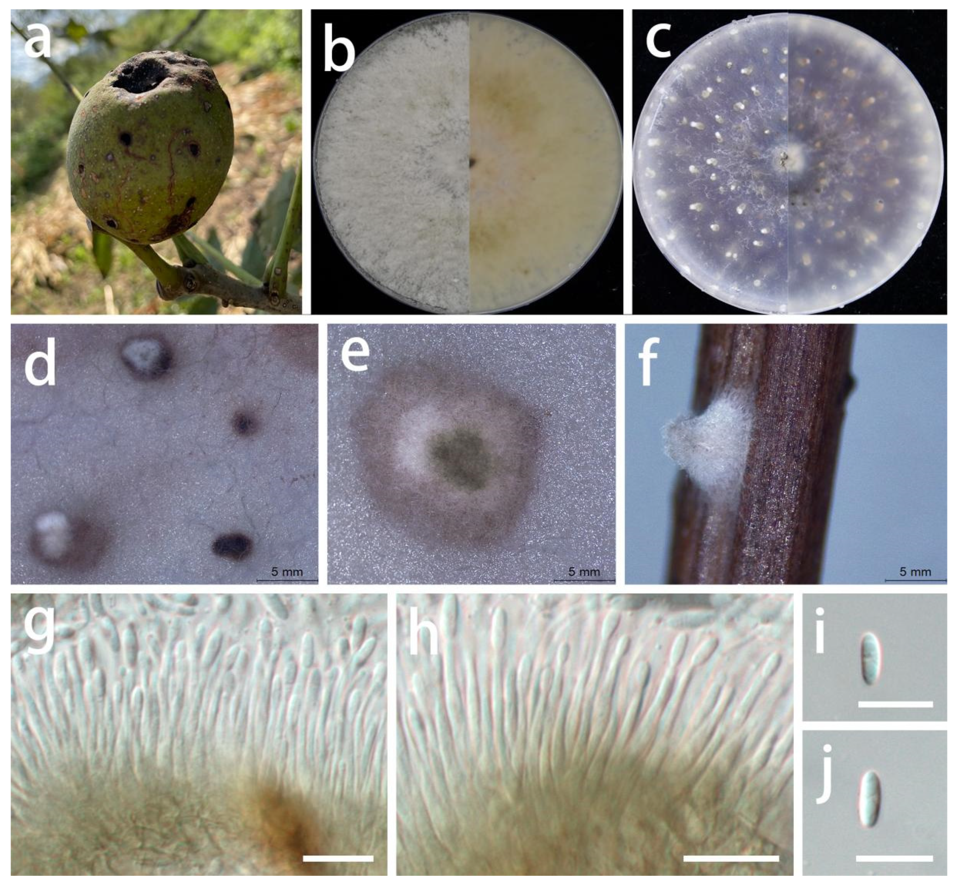 Jof 08 01301 g009 Jof 08 01301 g009