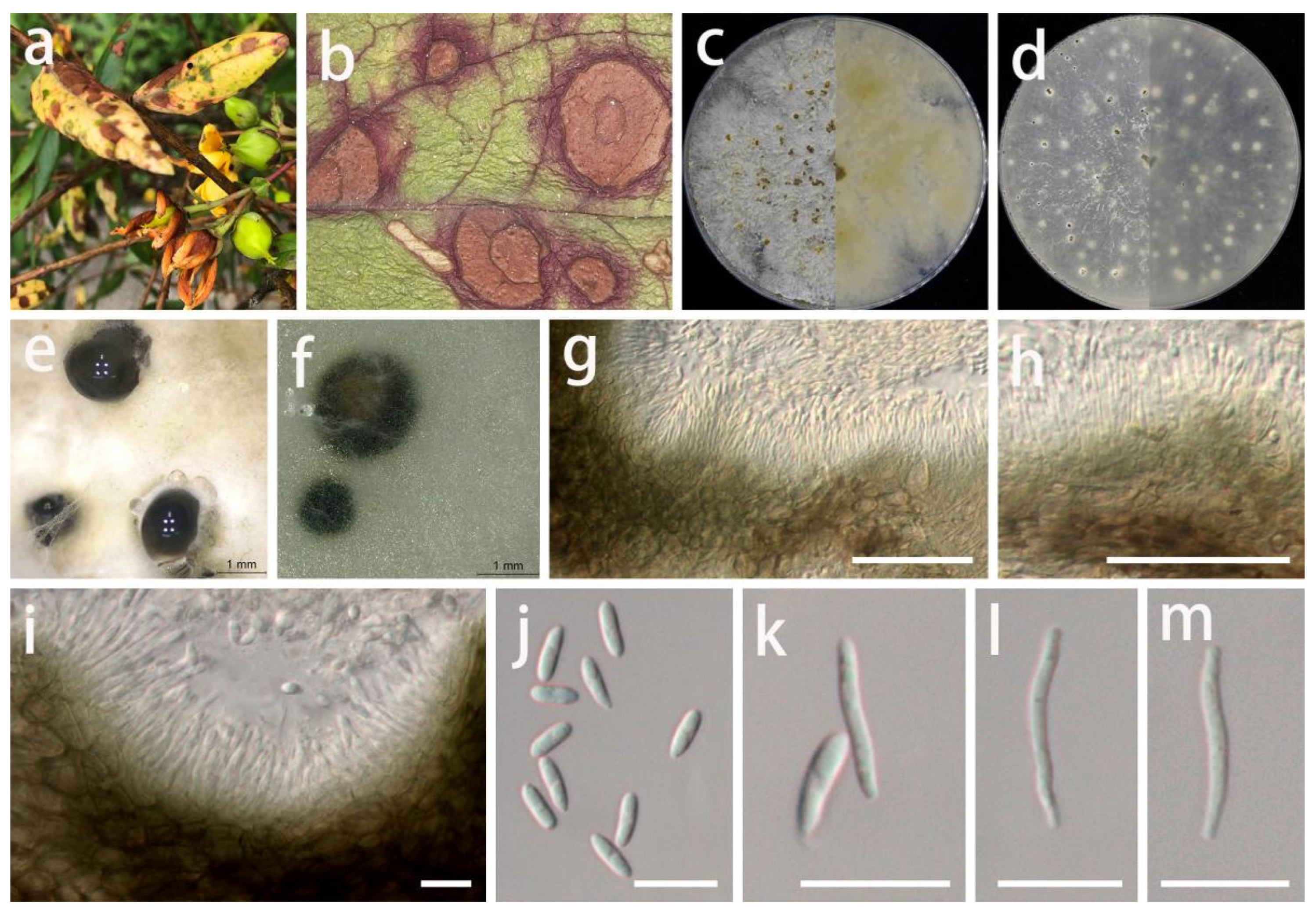 Jof 08 01301 g011 Jof 08 01301 g011