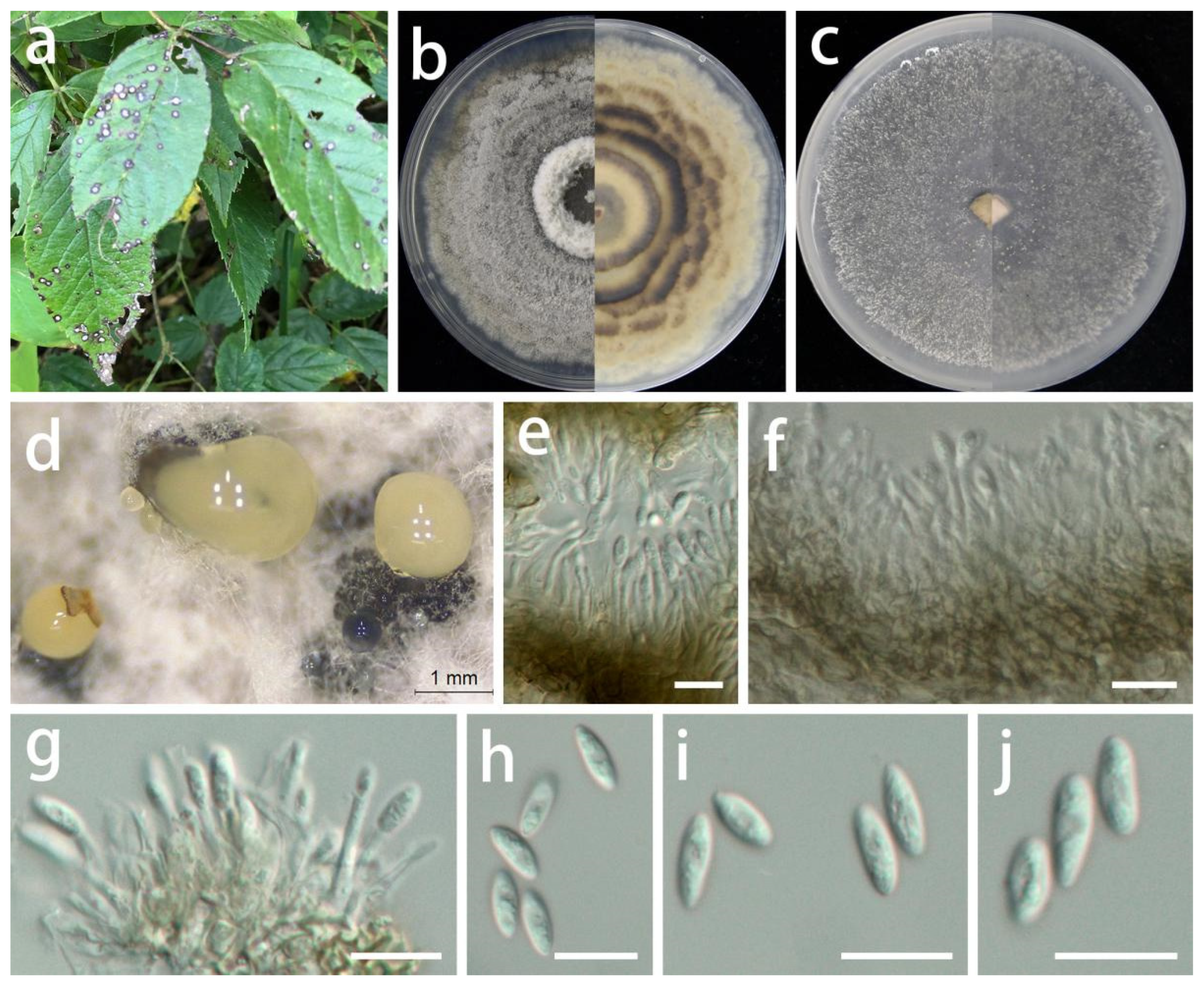 Jof 08 01301 g012 Jof 08 01301 g012