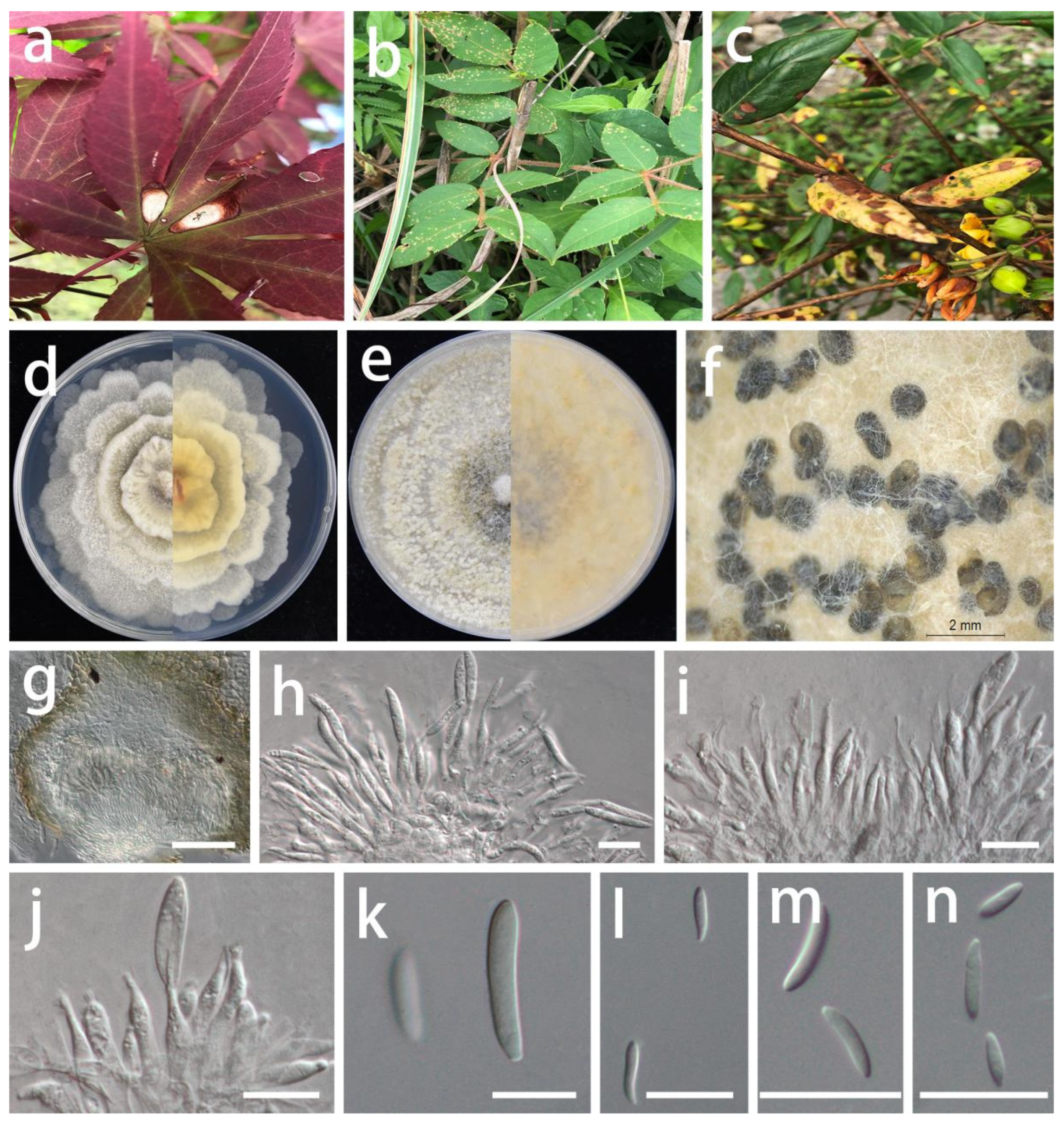 Jof 08 01301 g013 Jof 08 01301 g013