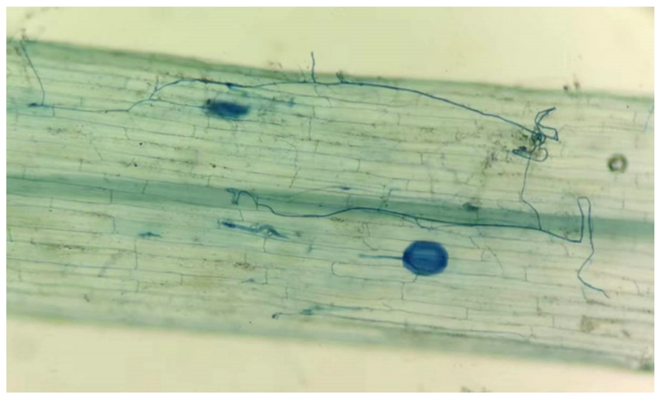 Jof 08 01305 g001 Jof 08 01305 g001