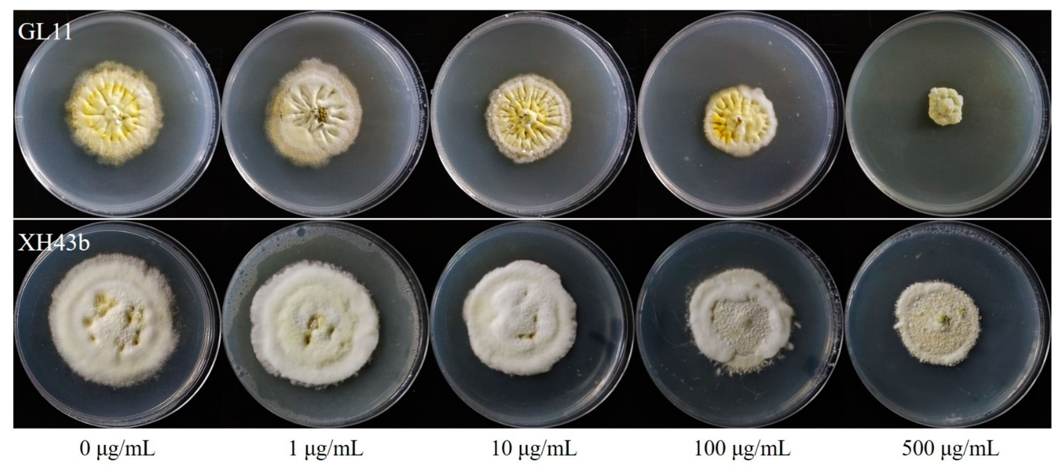 Jof 08 01311 g004 Jof 08 01311 g004