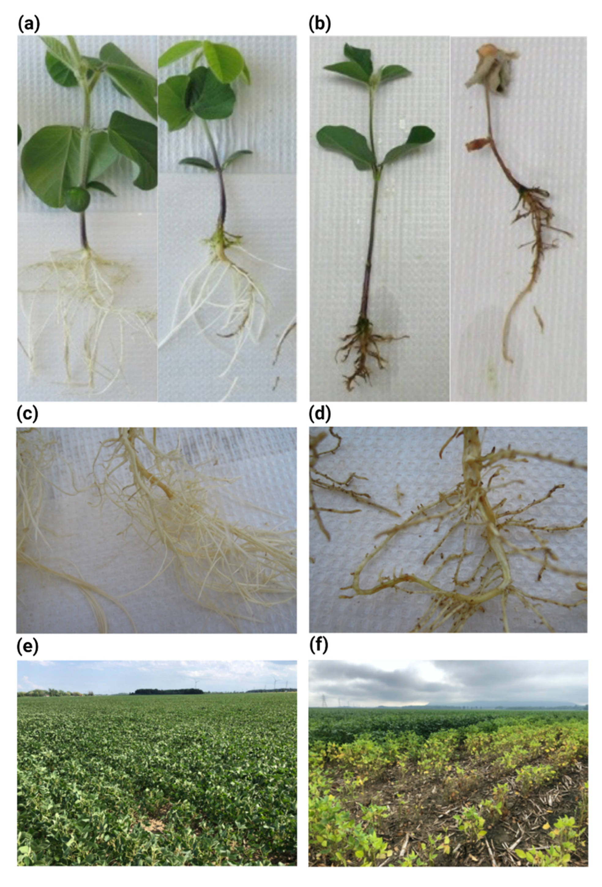 Jof 09 00012 g001 Jof 09 00012 g001