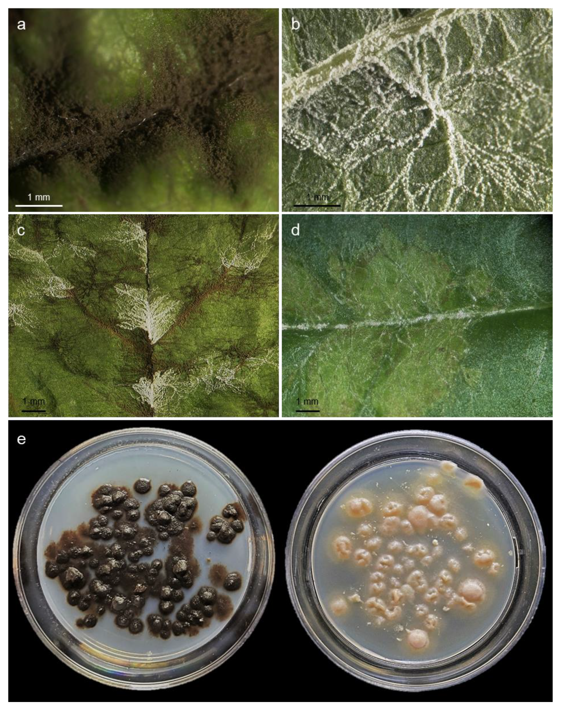 Jof 09 00035 g001 Jof 09 00035 g001