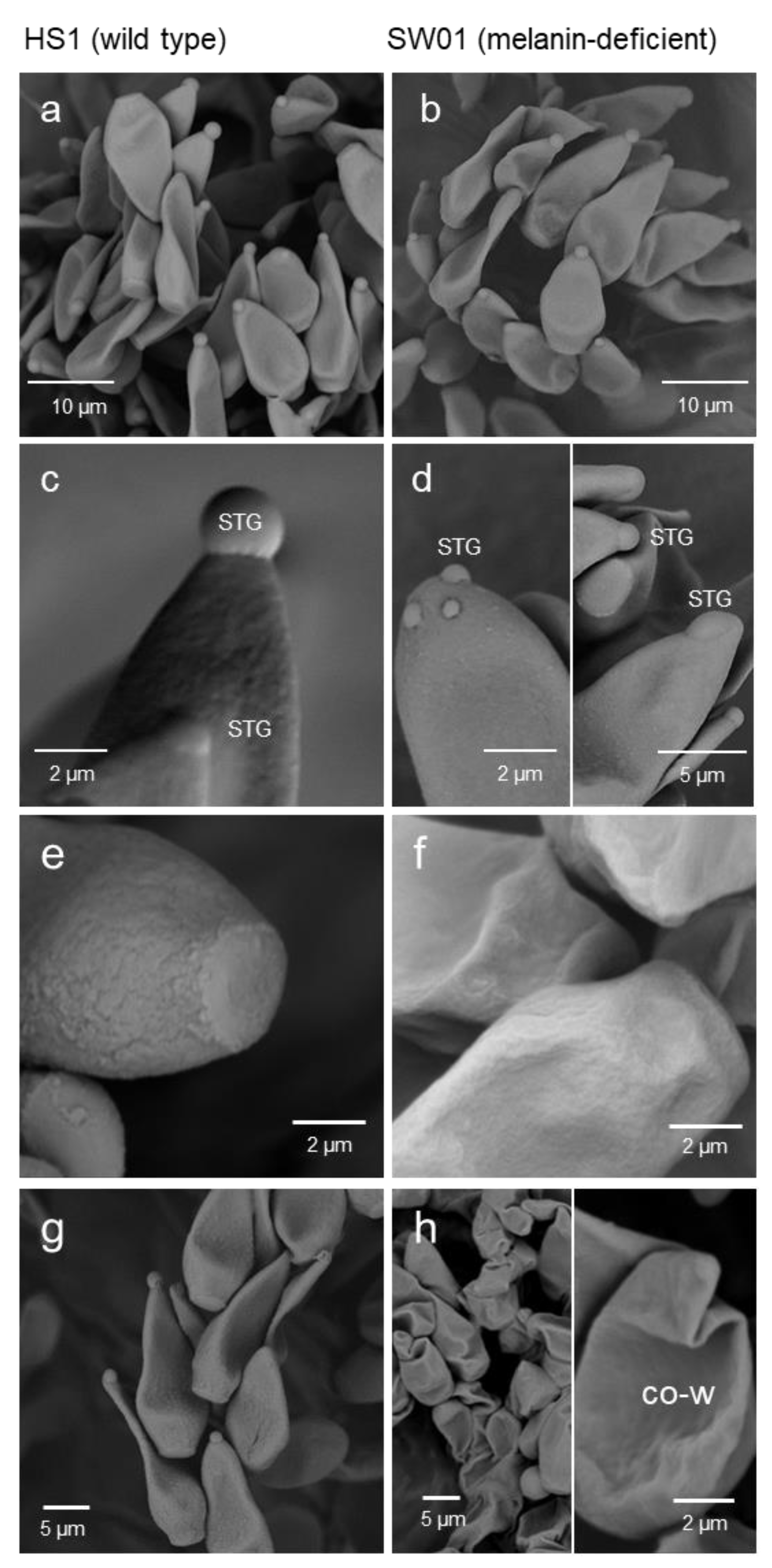 Jof 09 00035 g002 Jof 09 00035 g002