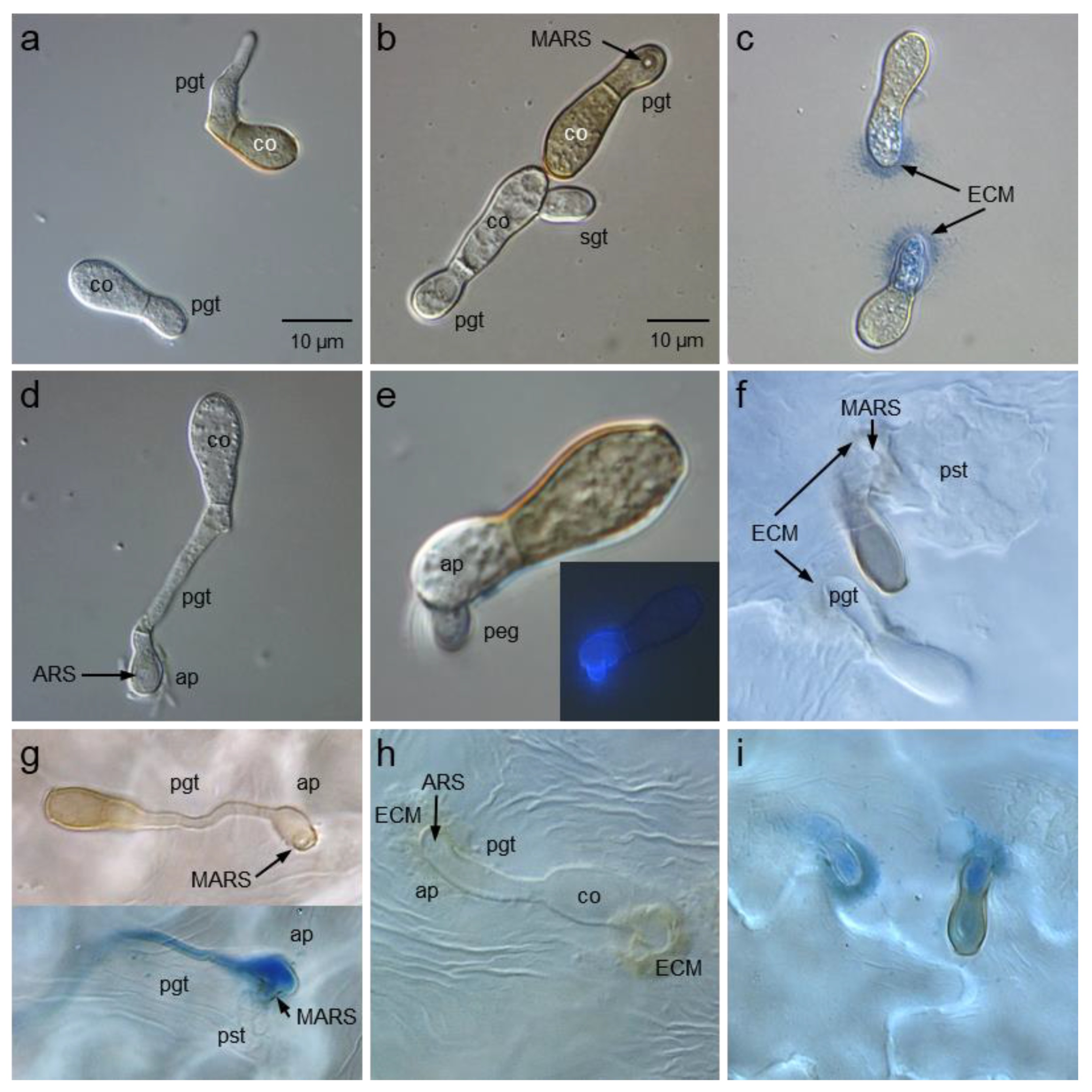 Jof 09 00035 g003 Jof 09 00035 g003