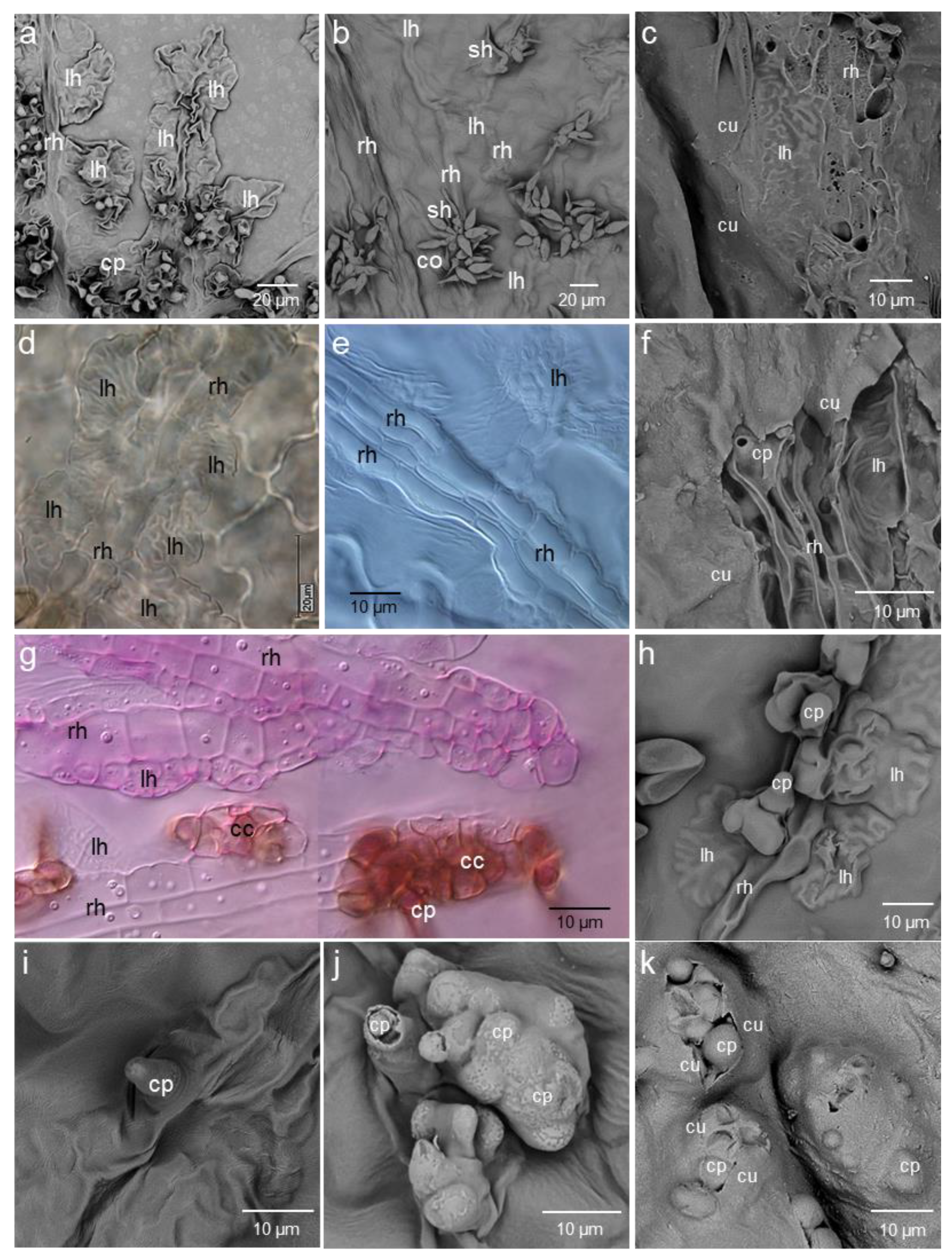 Jof 09 00035 g004 Jof 09 00035 g004